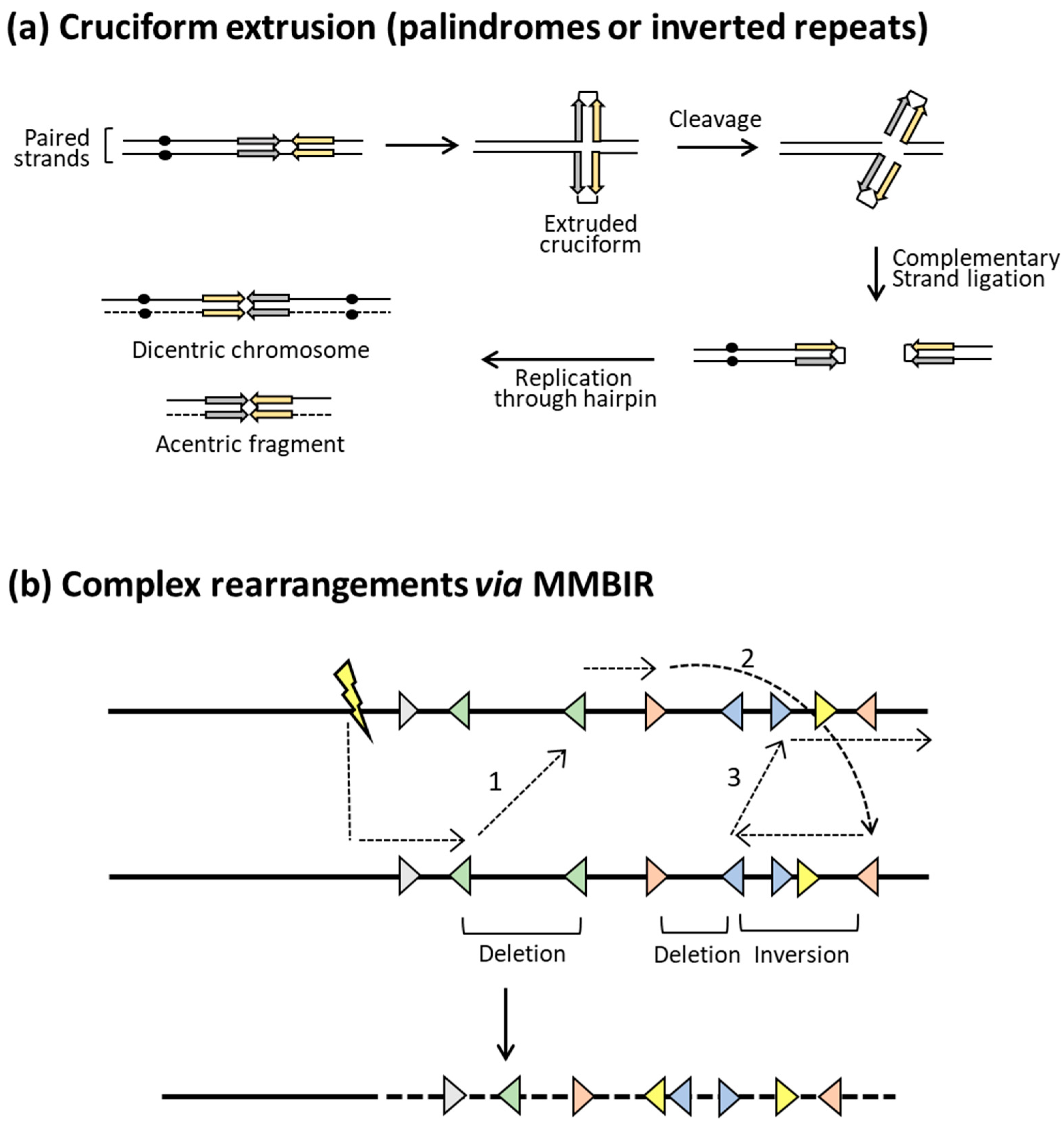 Mitotic Recombination and Adaptive Genomic Biology Diagrams