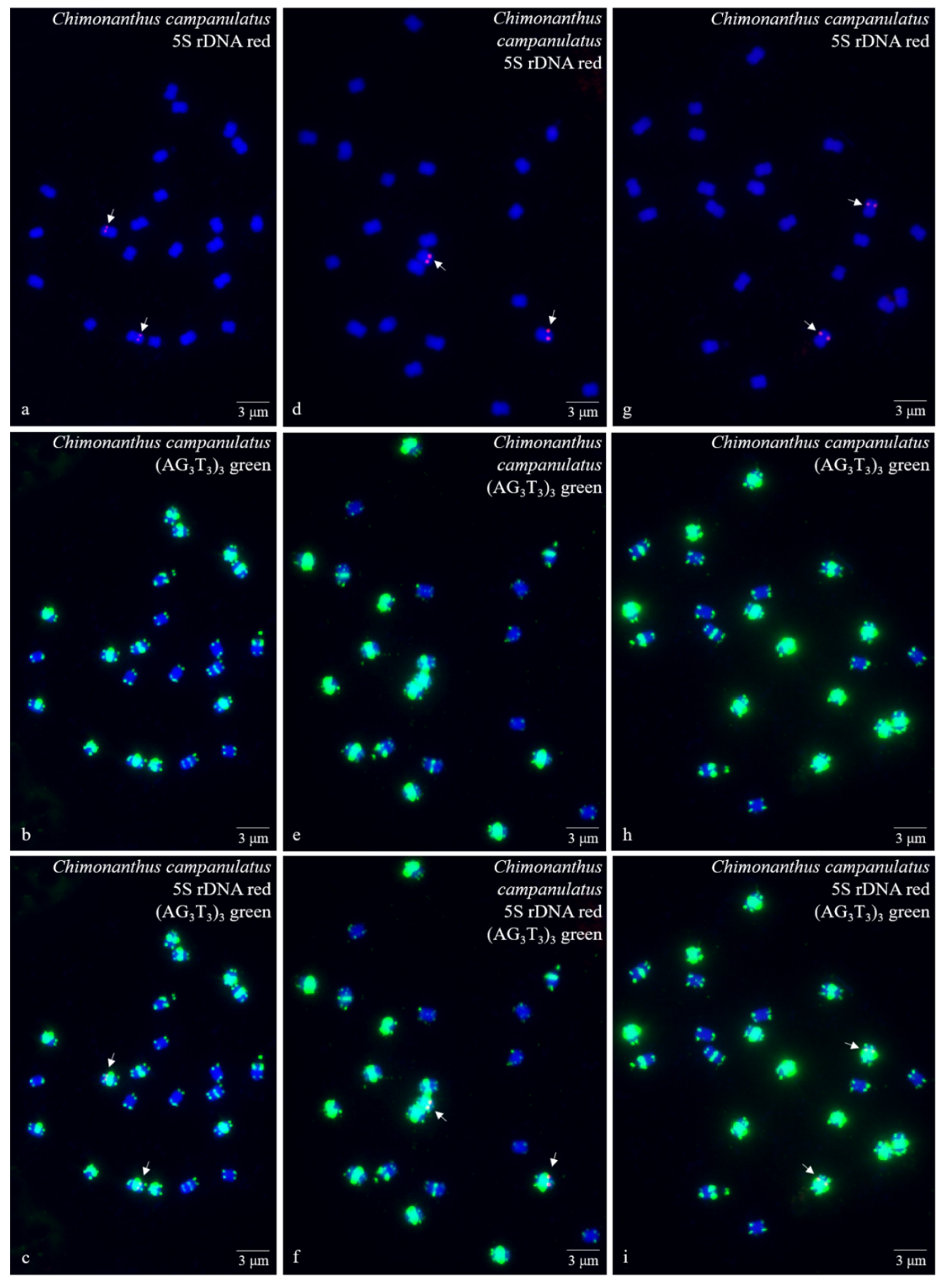 Genes 10 00904 g001
