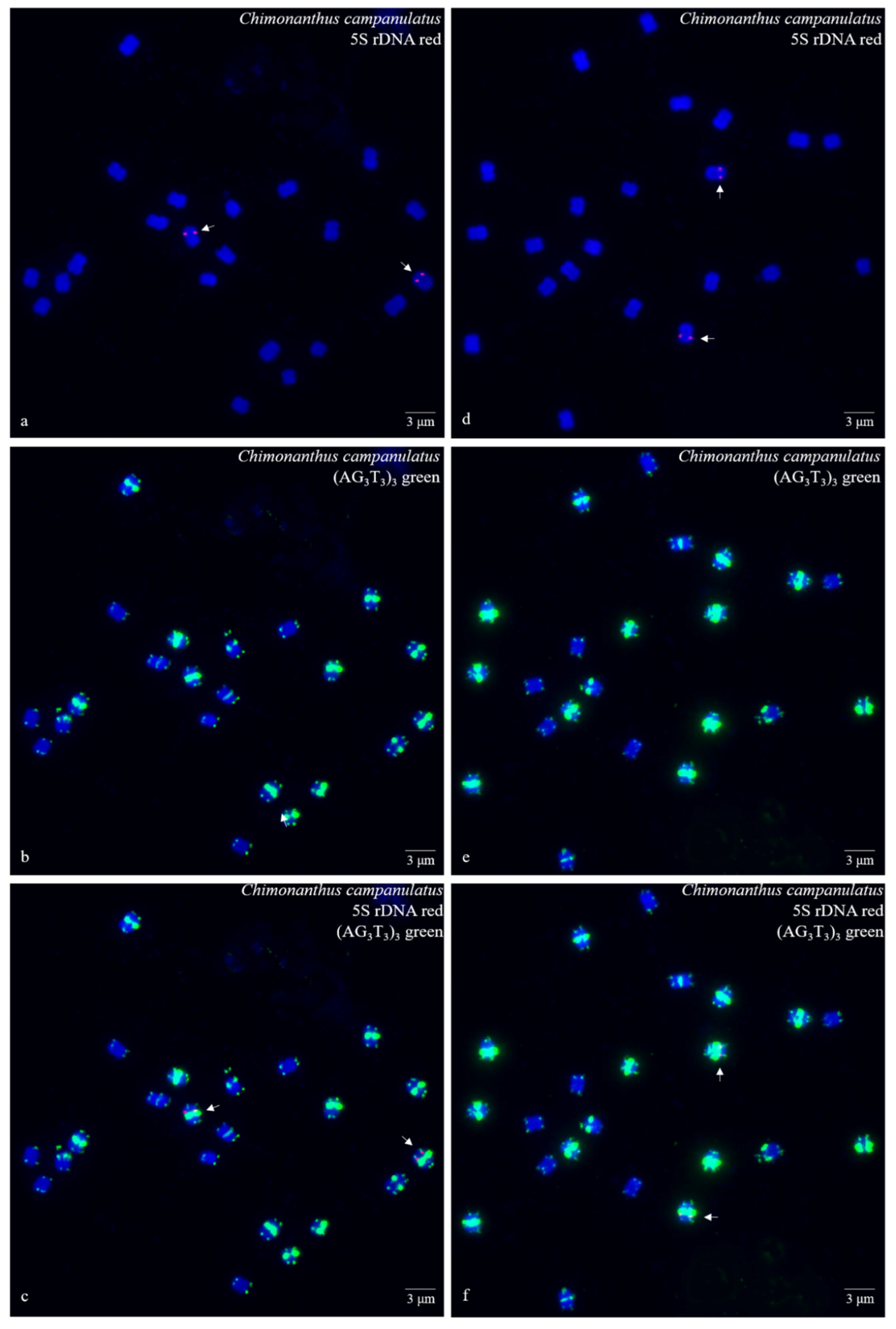 Genes 10 00904 g003