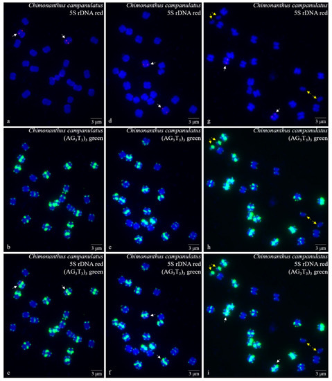 Physical Map of FISH 5S rDNA and (AG3T3)3 Signals Displays