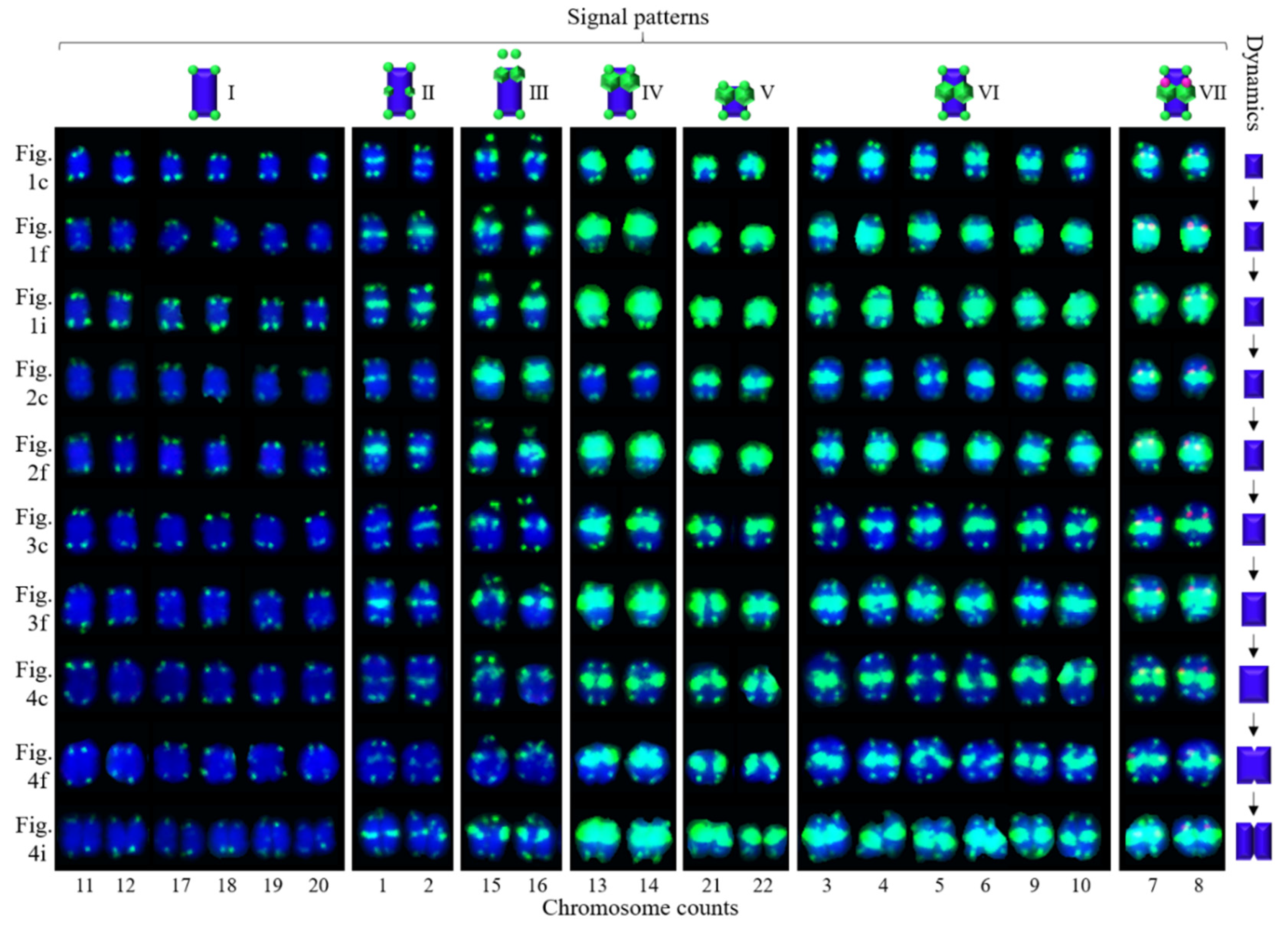 Genes 10 00904 g006