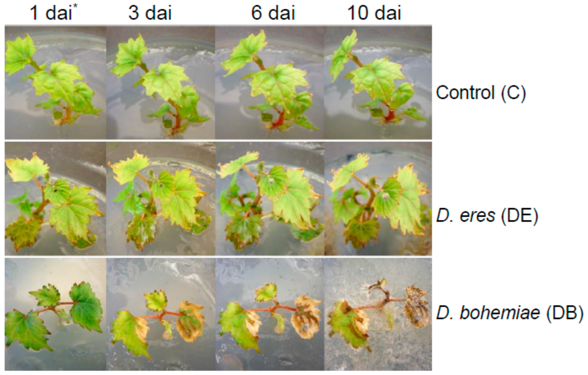 Genes 10 00905 g002 Genes 10 00905 g002