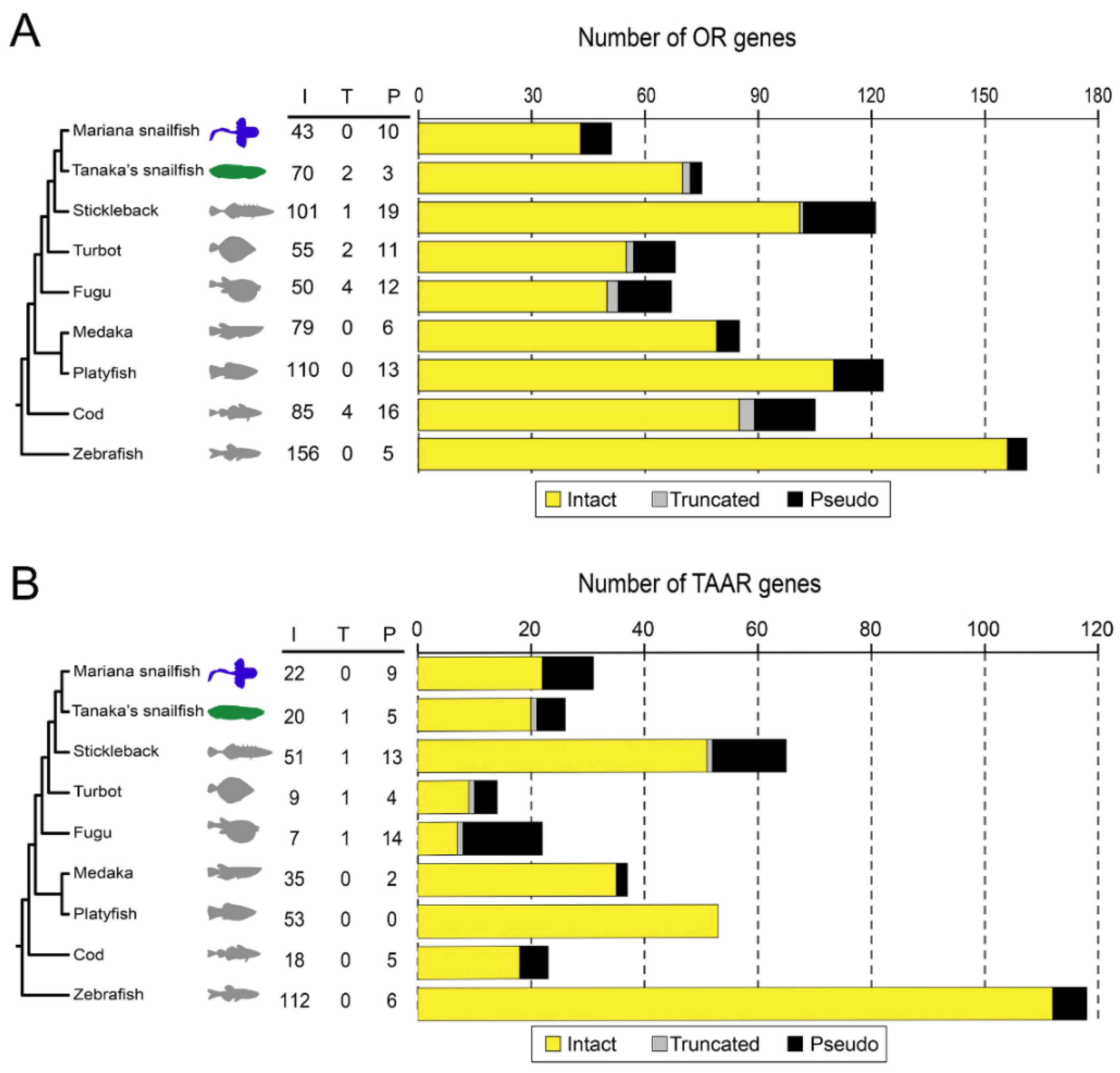 Genes 10 00910 g001 Genes 10 00910 g001