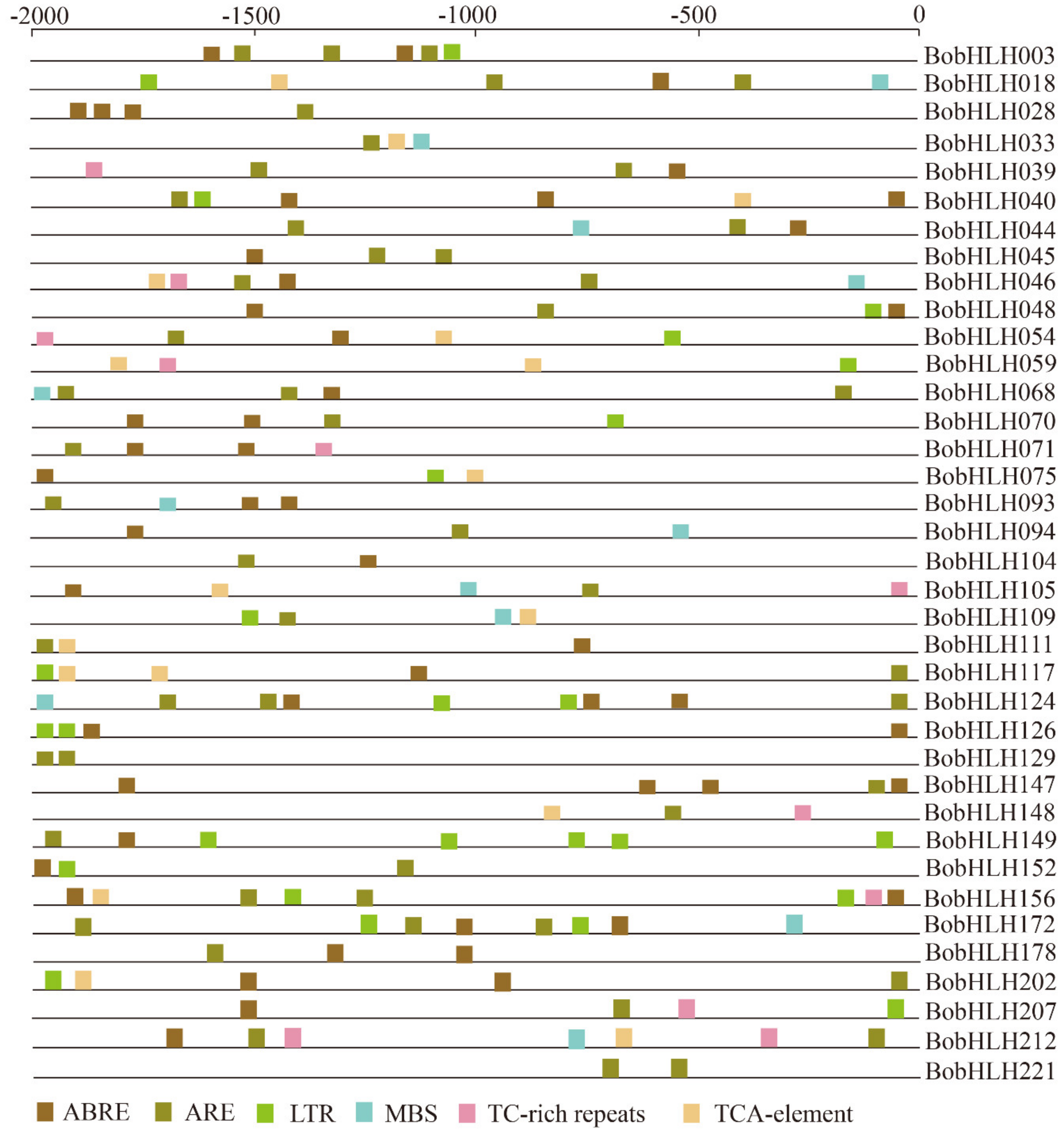 Genes 10 00914 g007 Genes 10 00914 g007