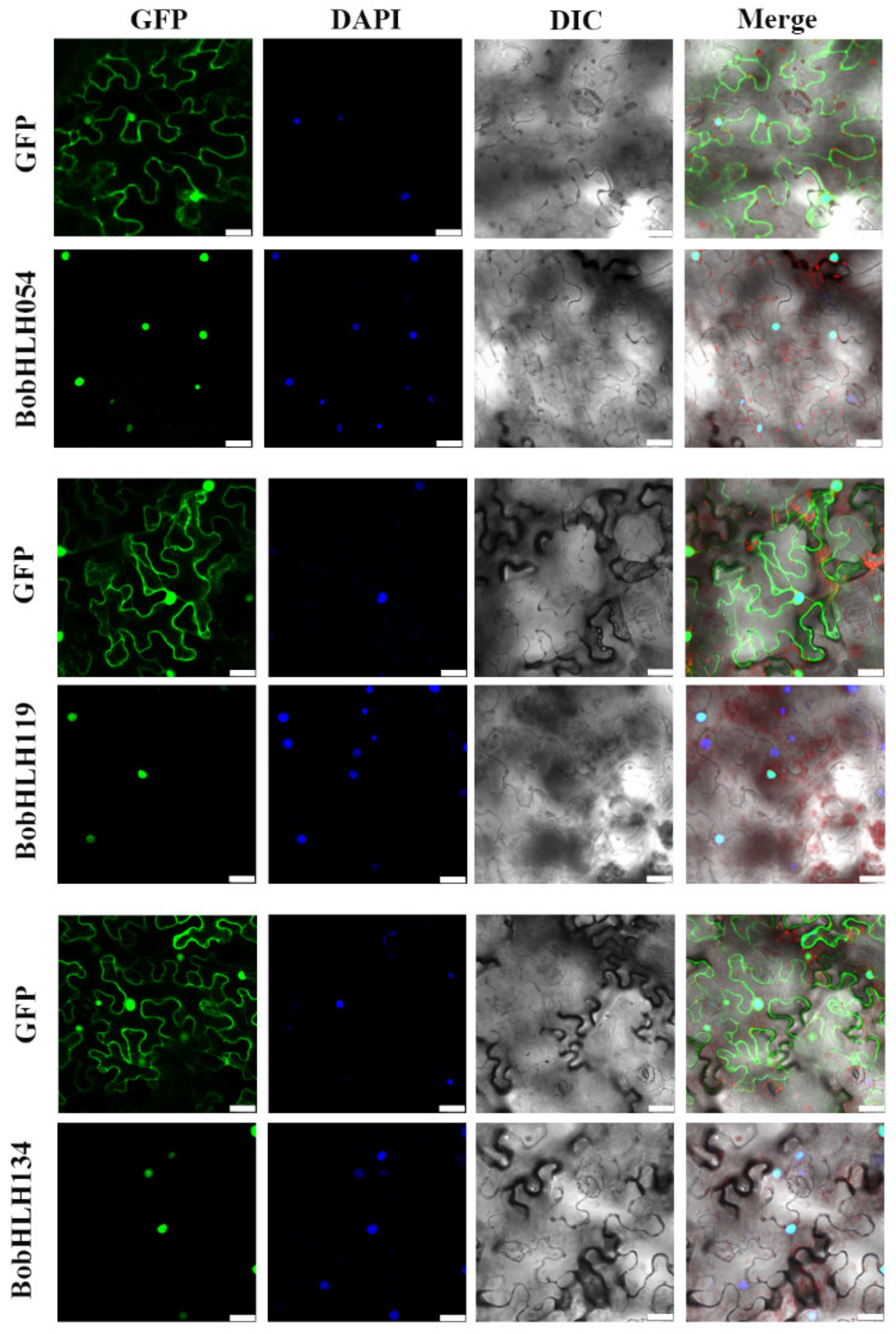 Genes 10 00914 g008 Genes 10 00914 g008