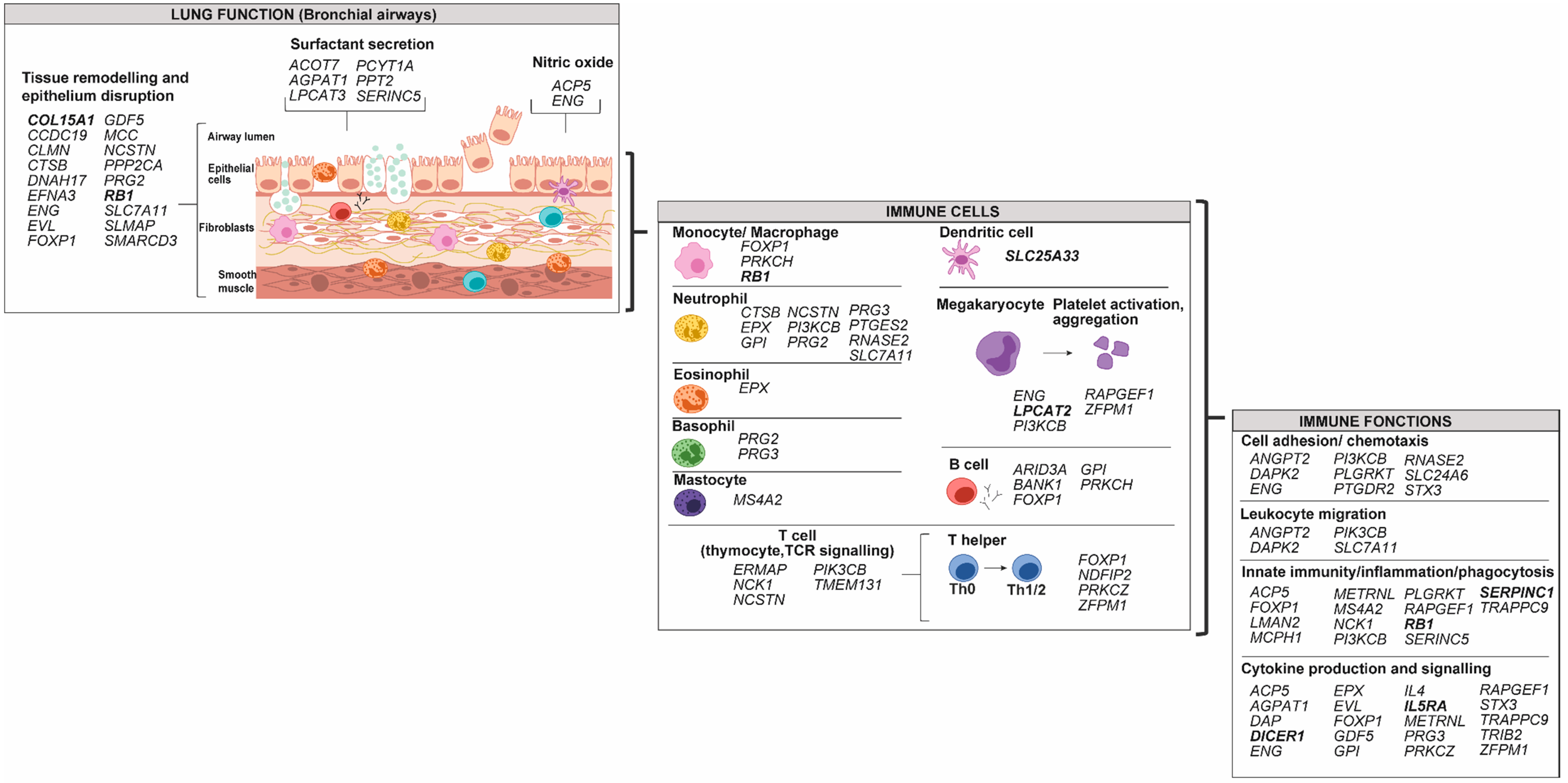 Genes 10 00932 g002
