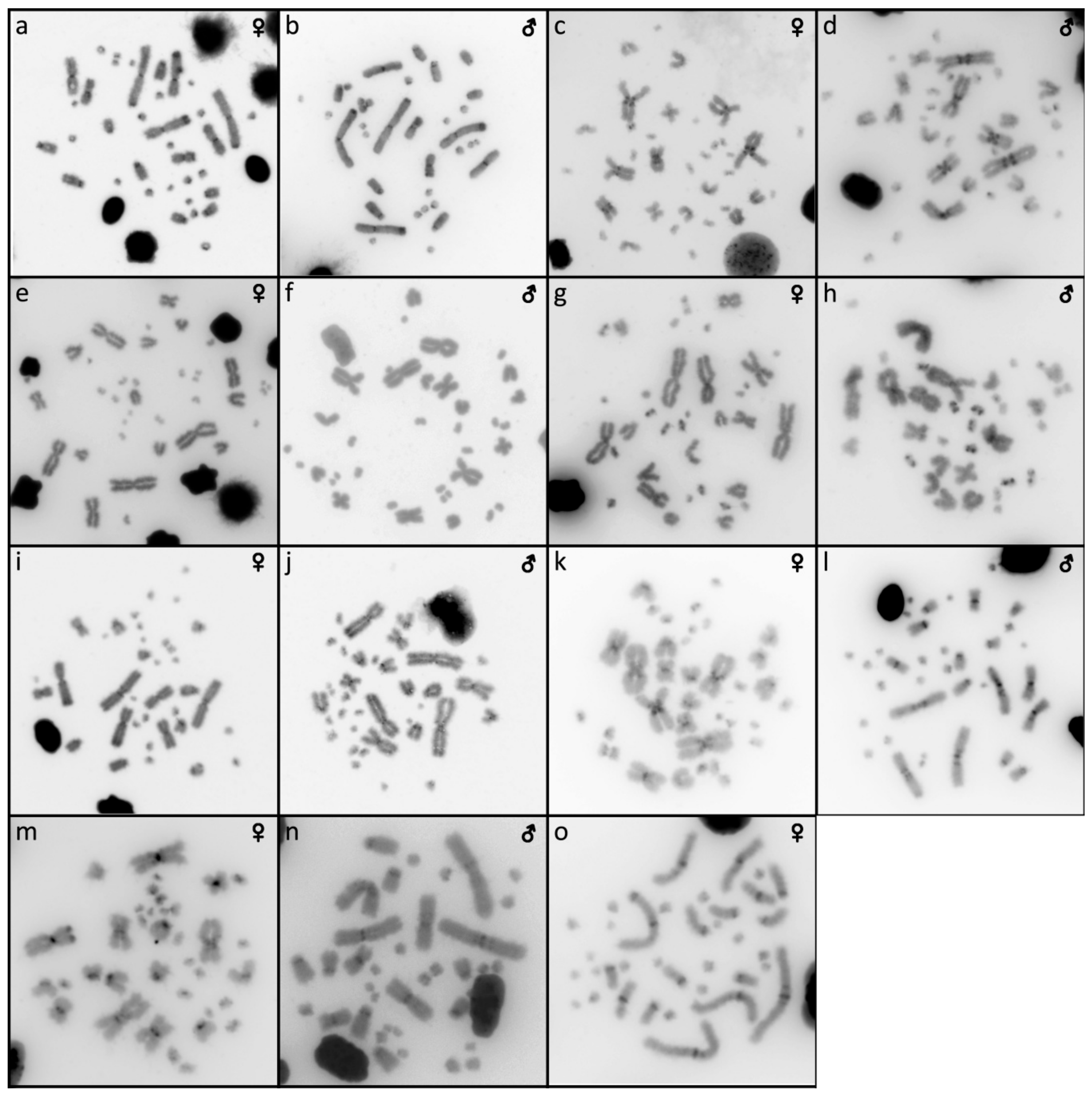 Genes 10 00934 g002 Genes 10 00934 g002