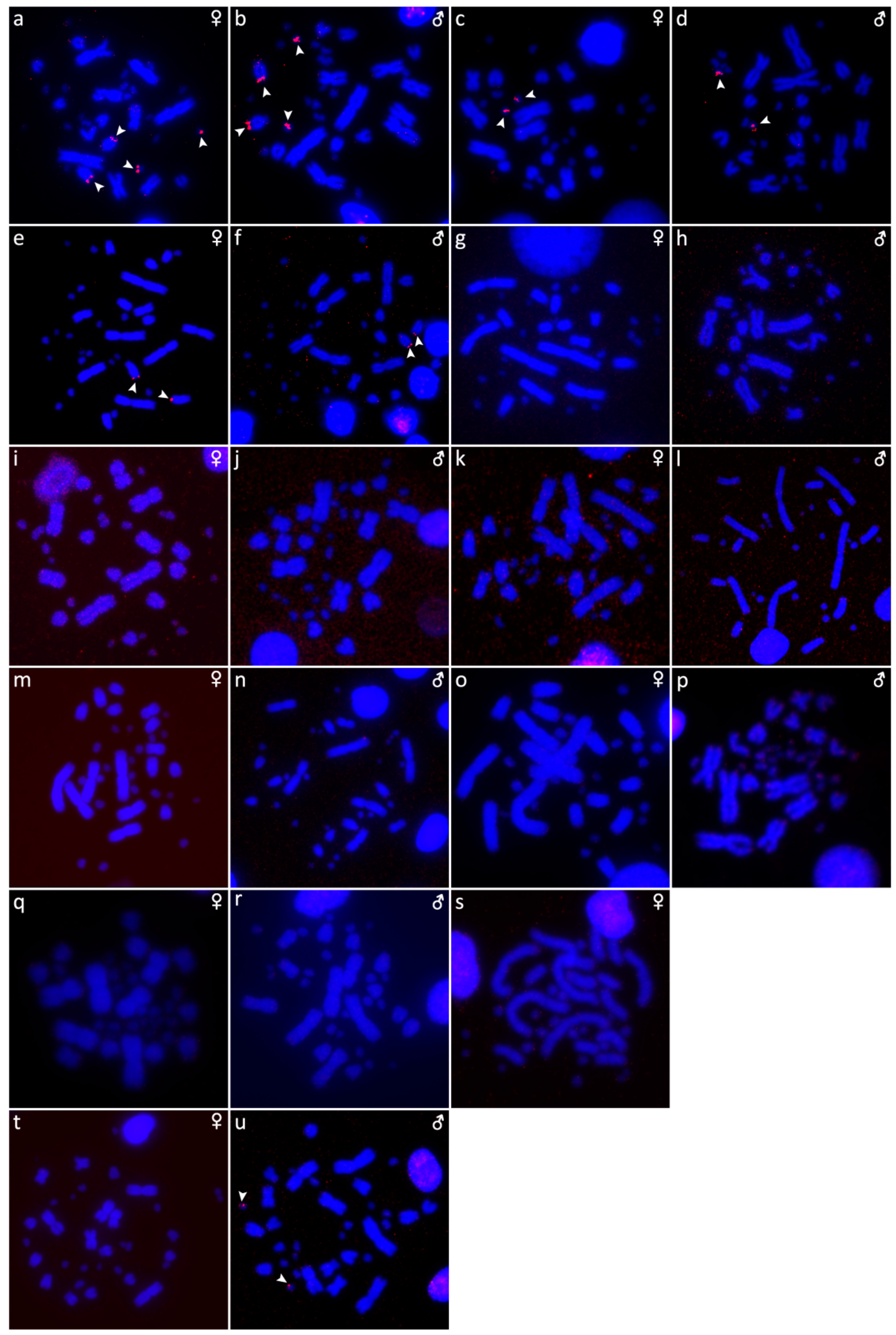 Genes 10 00934 g005 Genes 10 00934 g005