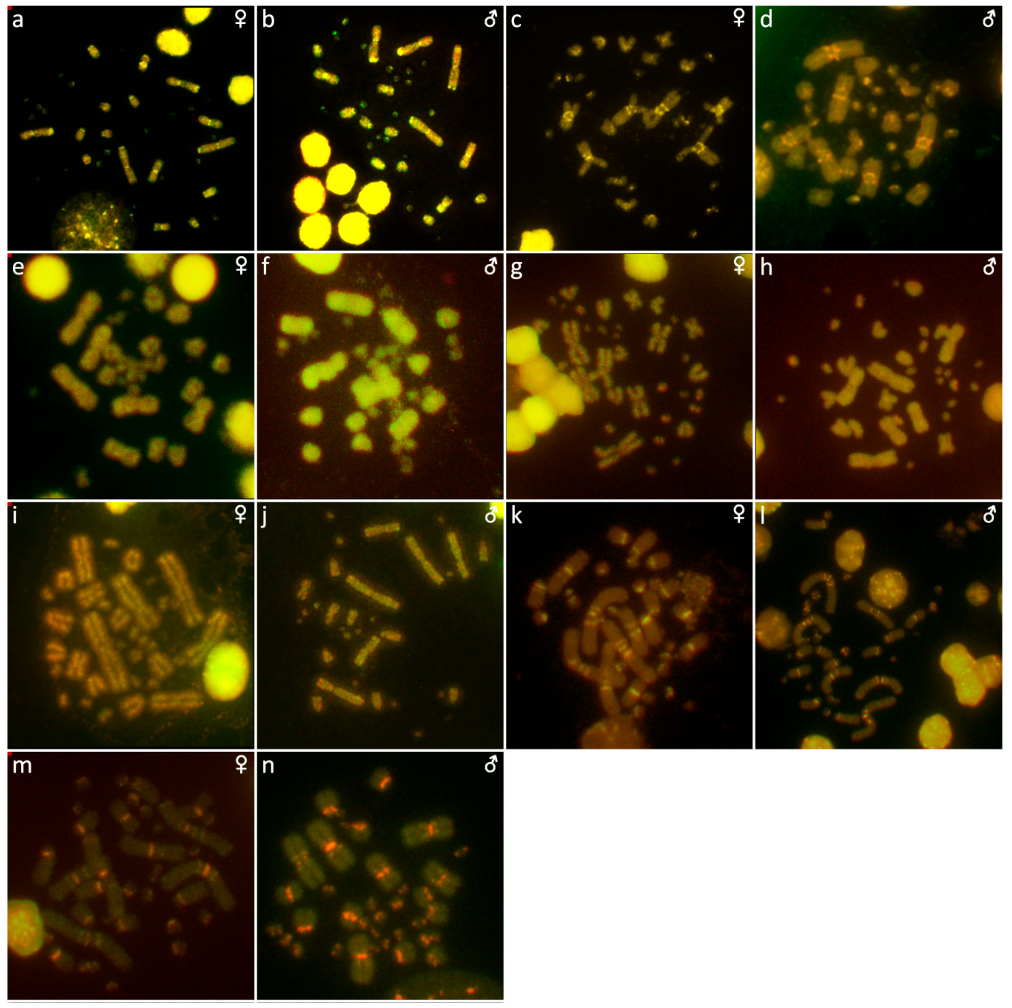 Genes 10 00934 g006 Genes 10 00934 g006