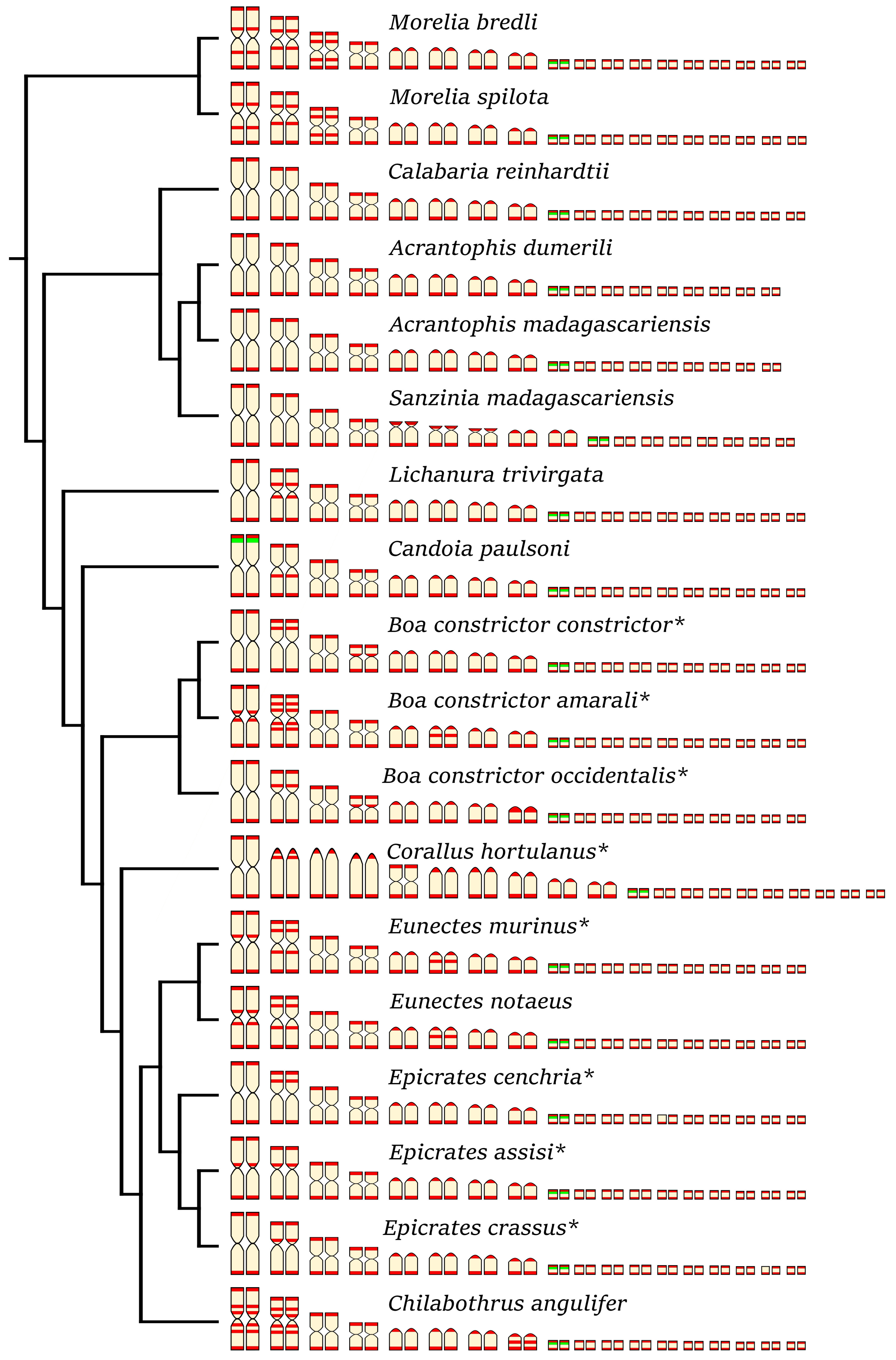 Genes 10 00934 g007 Genes 10 00934 g007