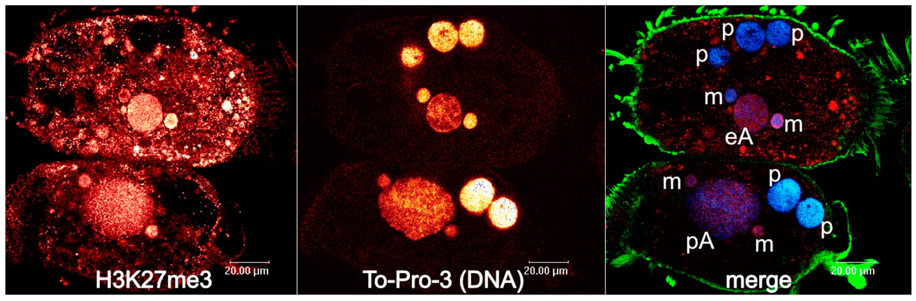 Genes 10 00940 g001 Genes 10 00940 g001