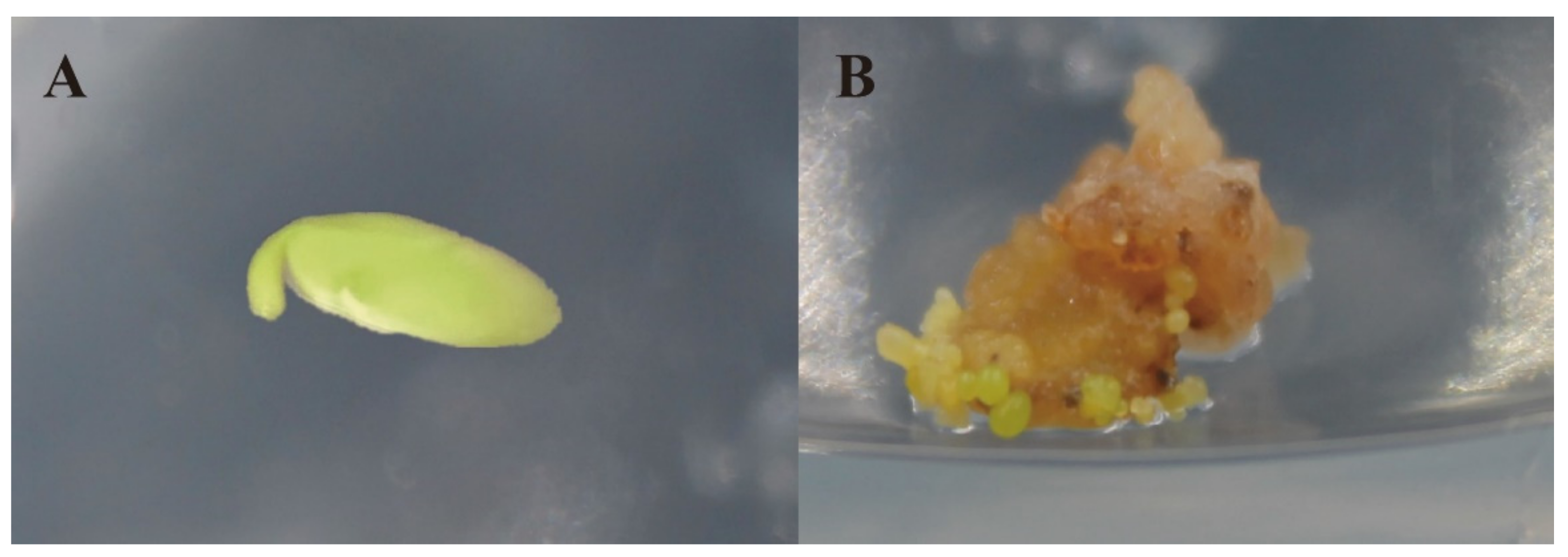 Genes 10 00943 g001 Genes 10 00943 g001
