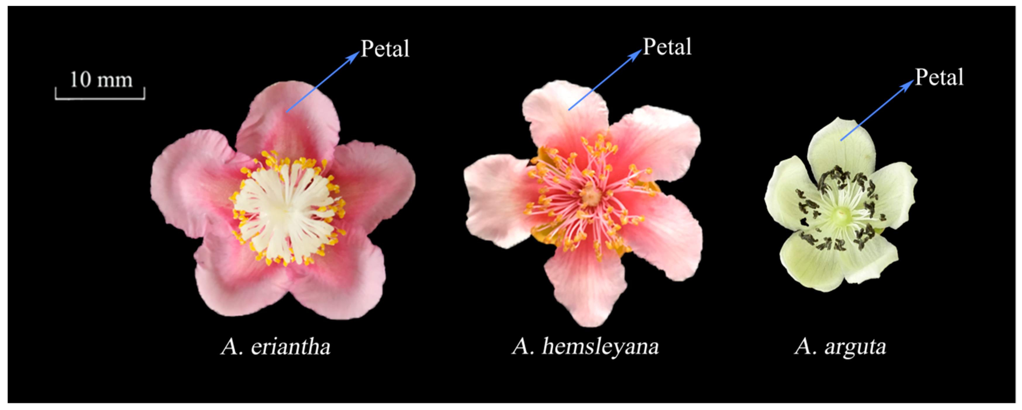 Genes 10 00949 g002 Genes 10 00949 g002