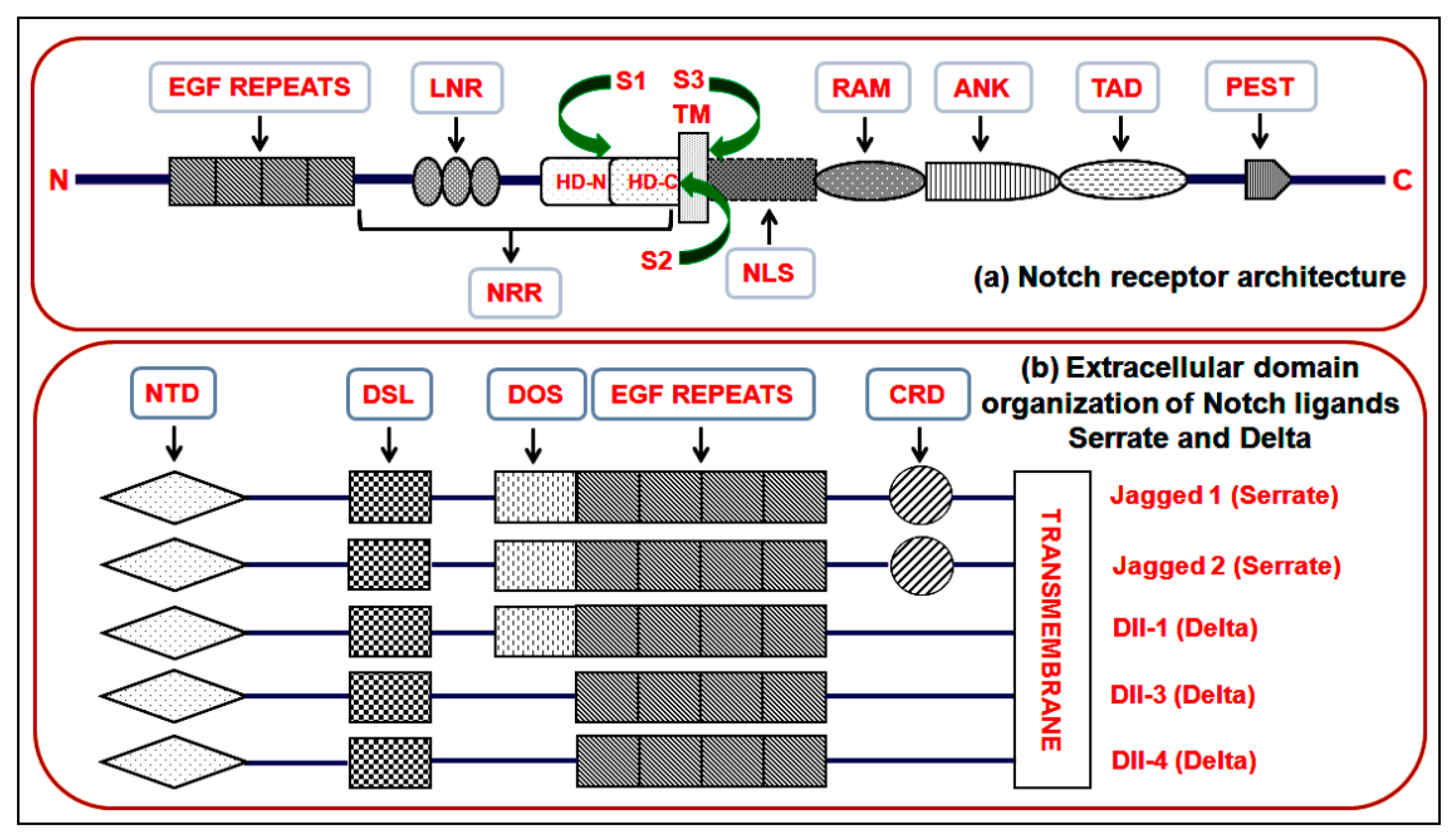 Genes 10 00961 g001 Genes 10 00961 g001