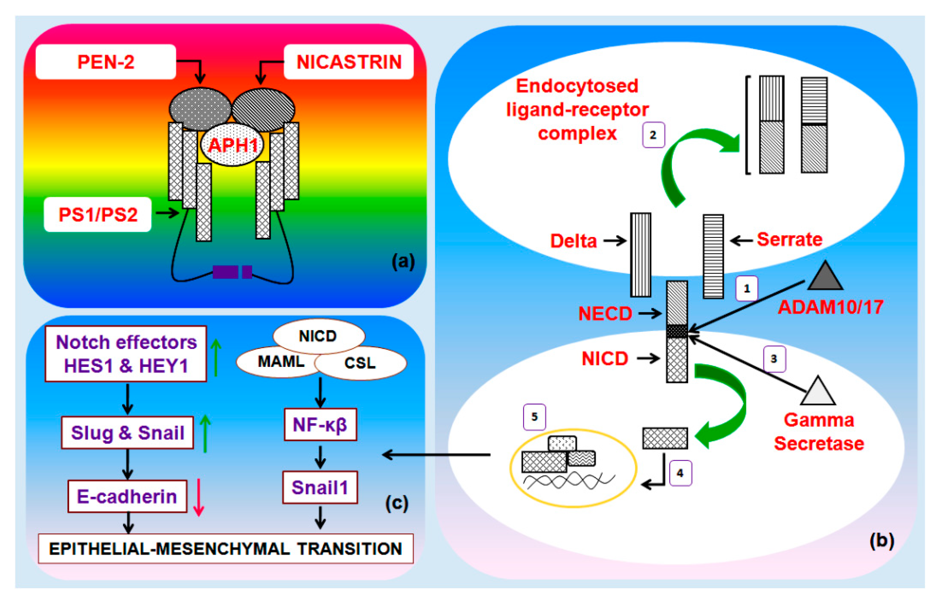 Genes 10 00961 g002 Genes 10 00961 g002