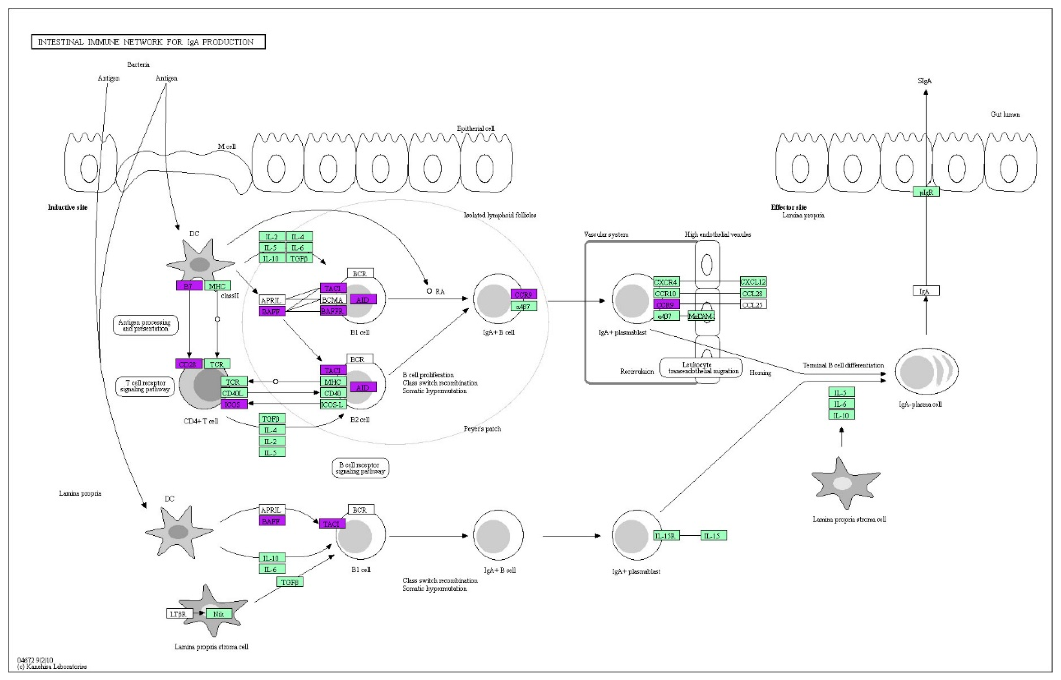 Genes 10 00979 g005