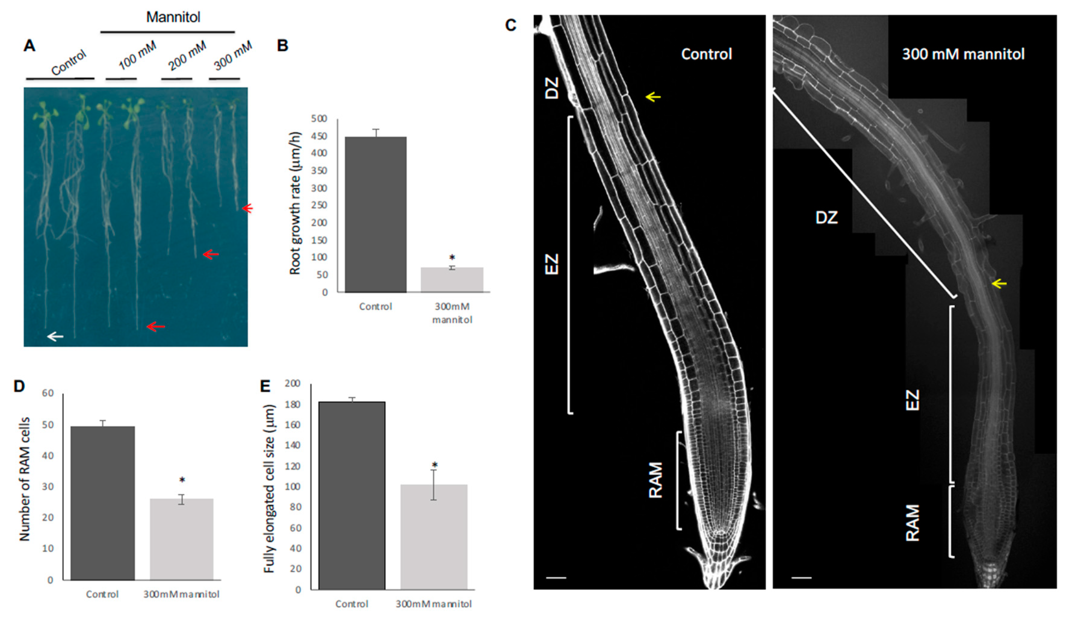 Genes 10 00983 g001 Genes 10 00983 g001