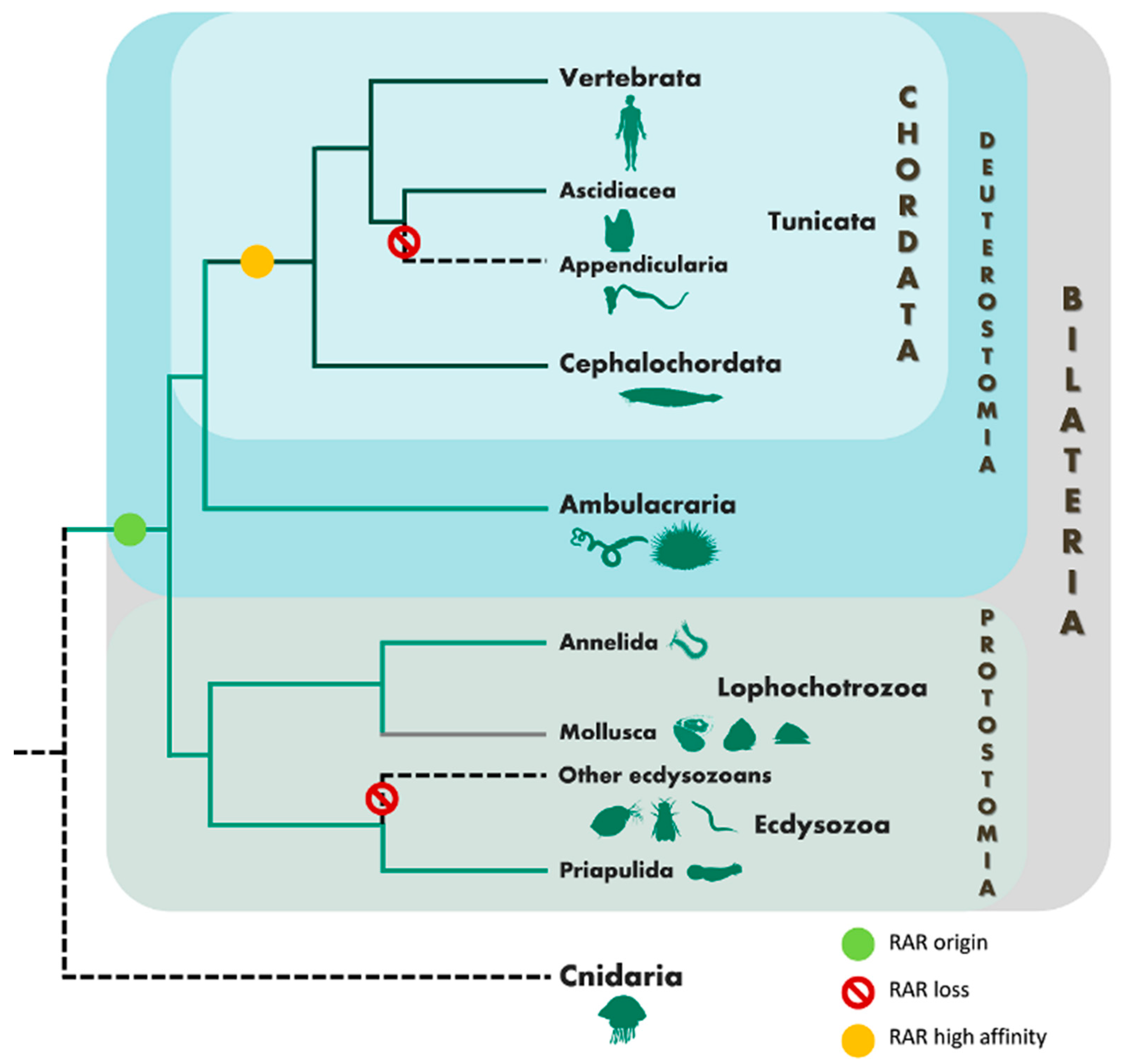 Genes 10 00985 g006 Genes 10 00985 g006