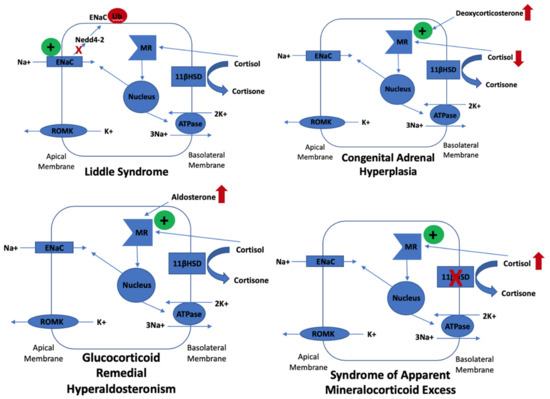 臨床病態栄養学 = Pathophysiological Bases of C… Calcium and Phosphate Disorders: Core Curriculum 2024