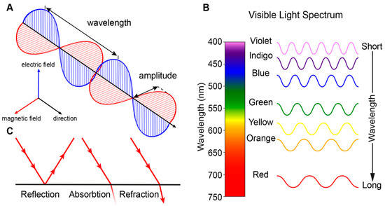 Genes Free Full Text Retinogenesis Of The Human Fetal Retina An Apical Polarity Perspective Html