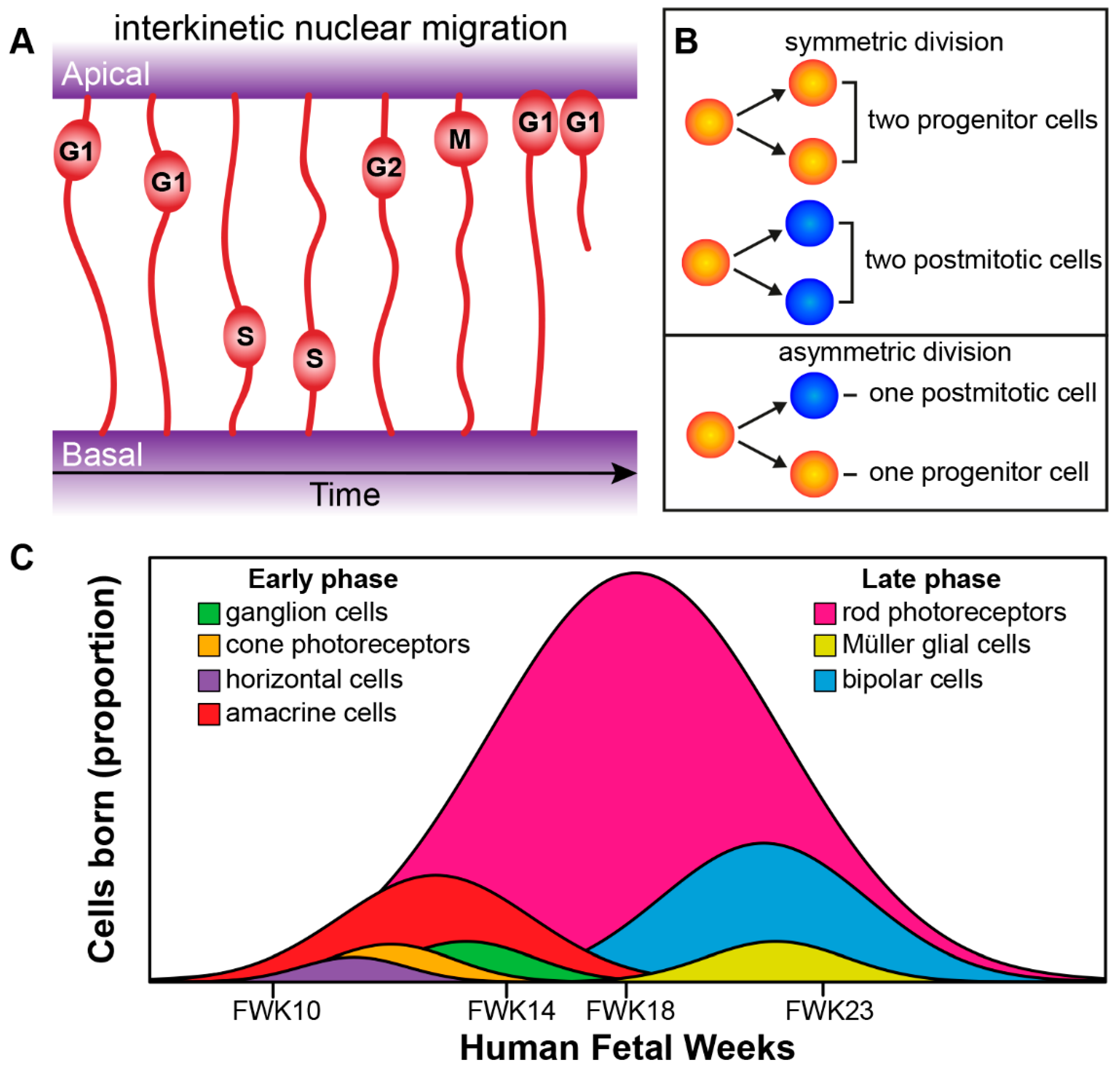 Genes 10 00987 g004 Genes 10 00987 g004