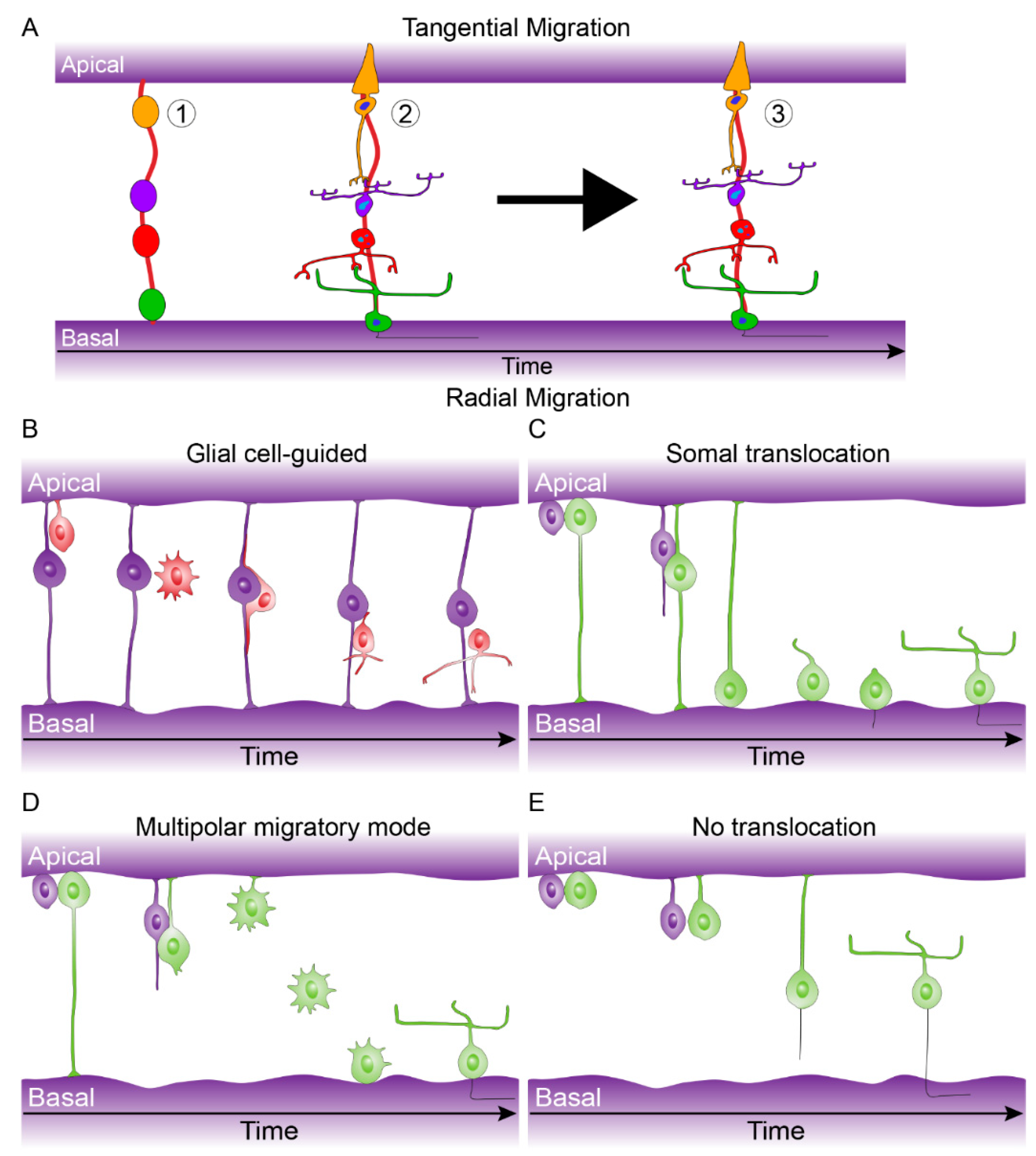 Genes 10 00987 g005 Genes 10 00987 g005