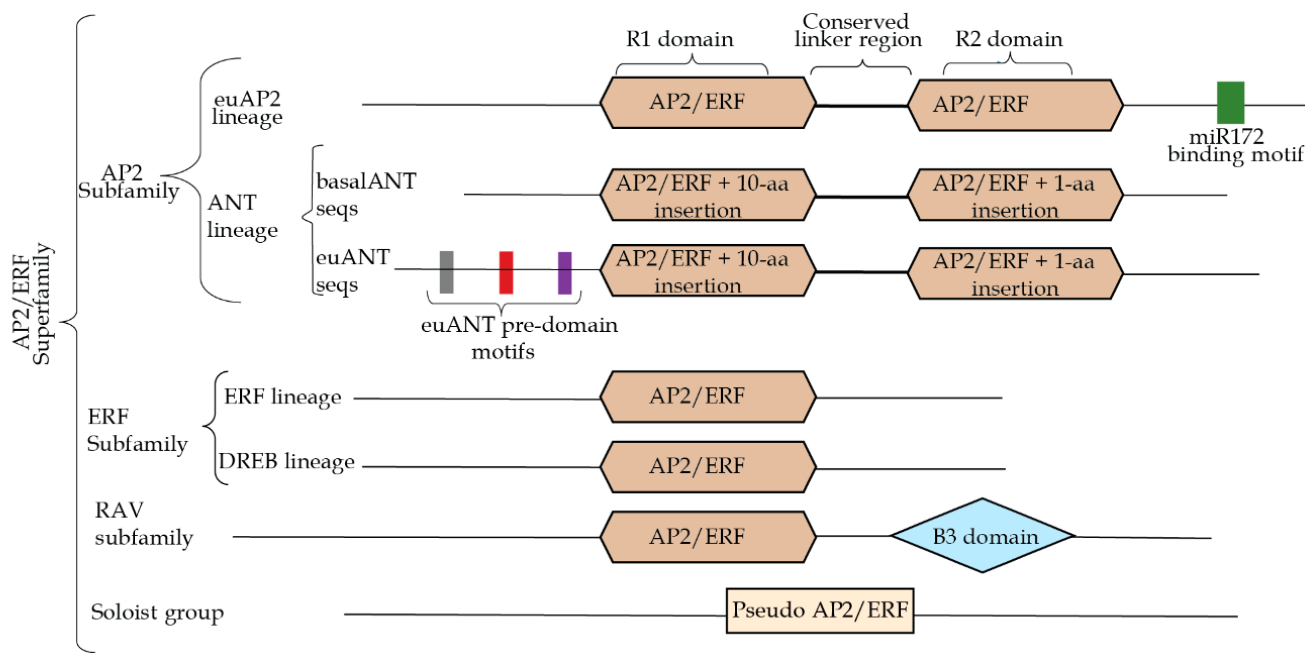 Genes 10 00994 g001 Genes 10 00994 g001