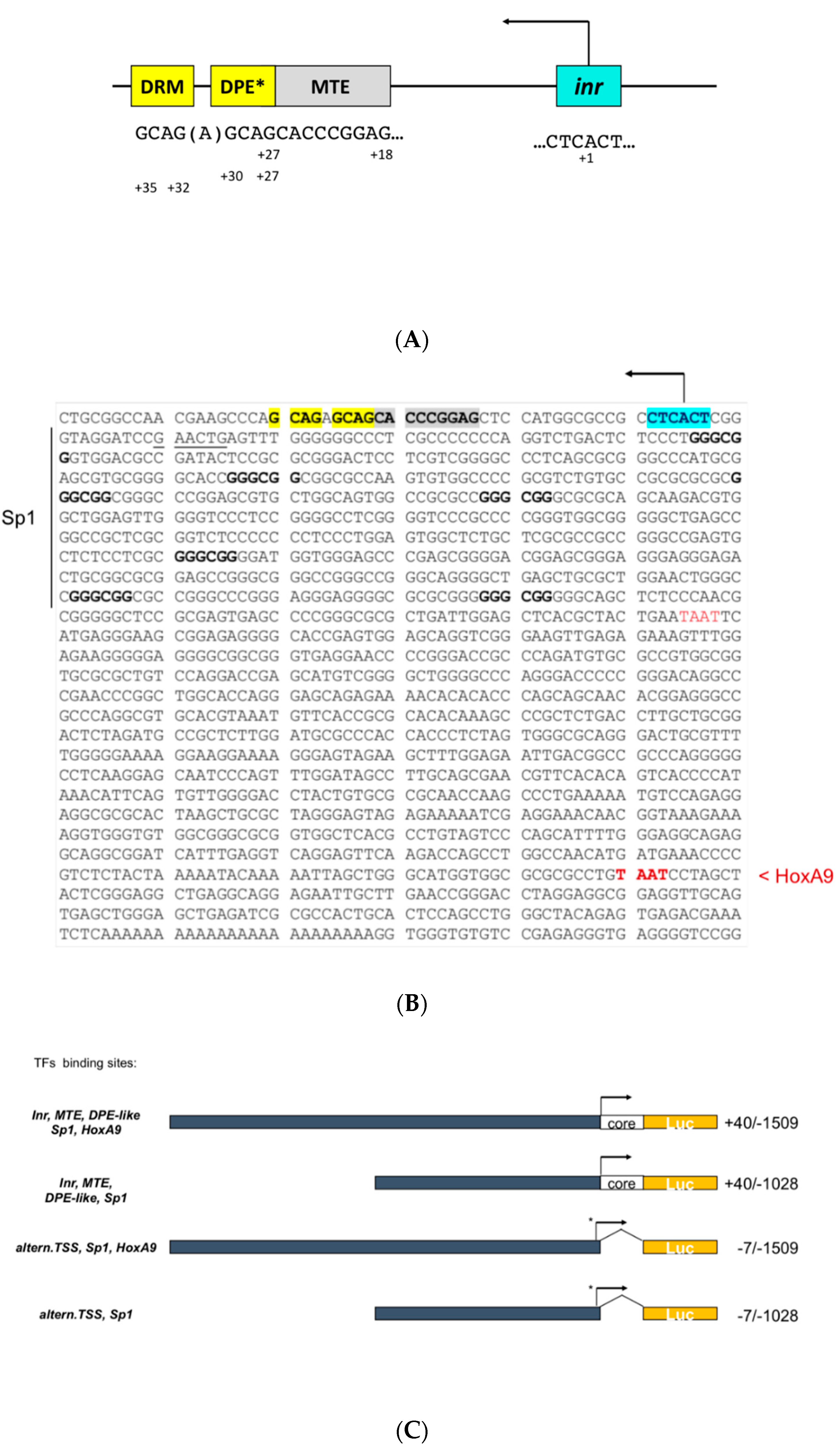 Genes 10 00997 g001