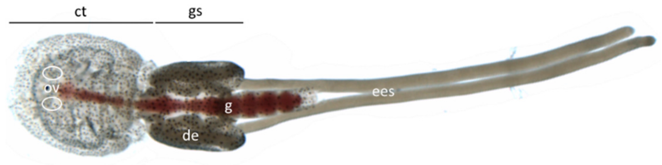 Genes 10 01004 g001