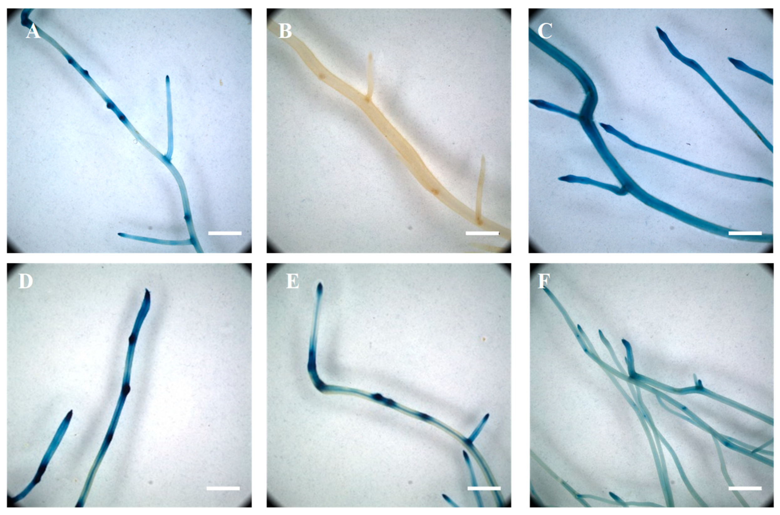 Genes 10 01012 g001 Genes 10 01012 g001