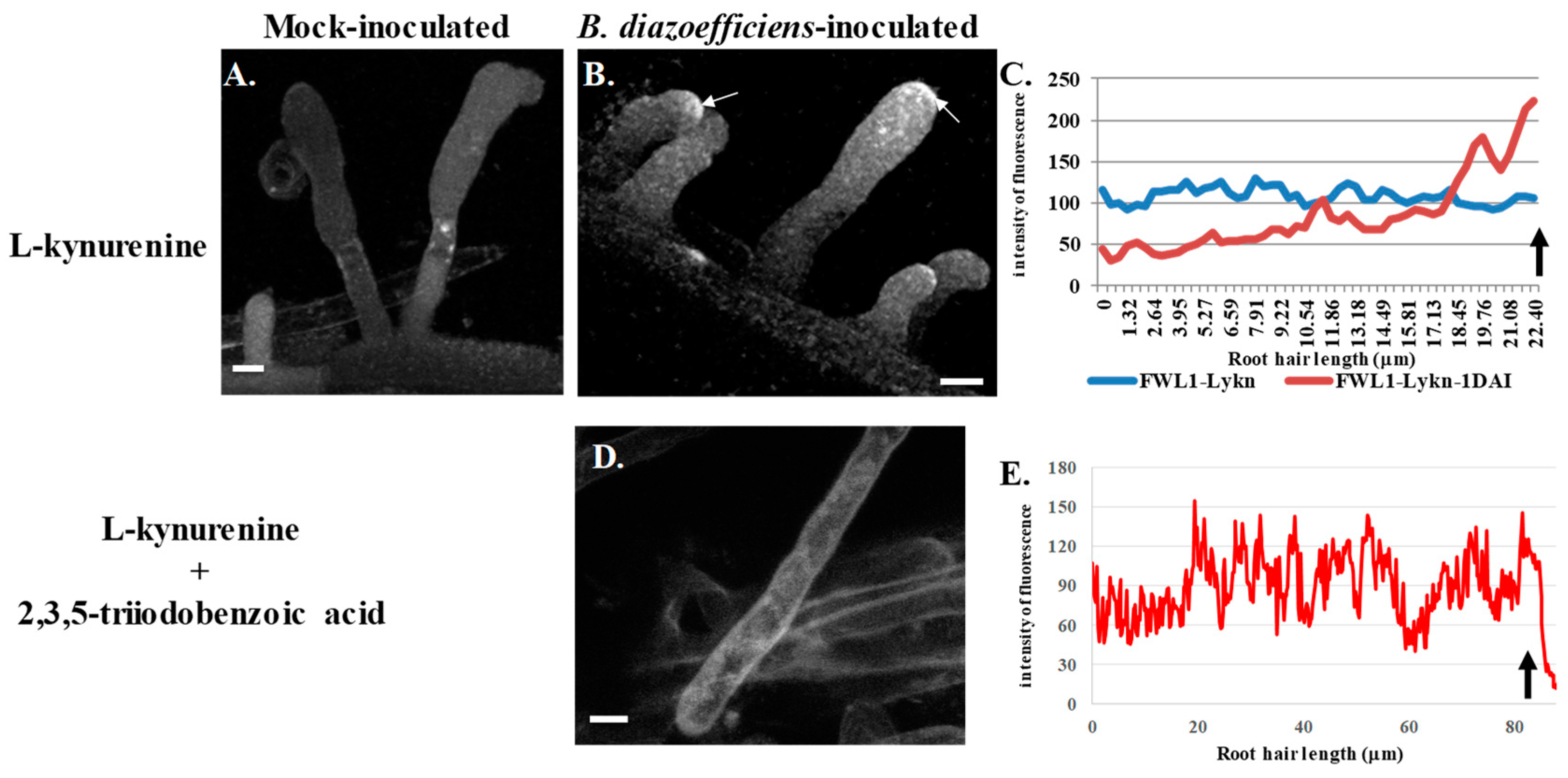 Genes 10 01012 g003 Genes 10 01012 g003