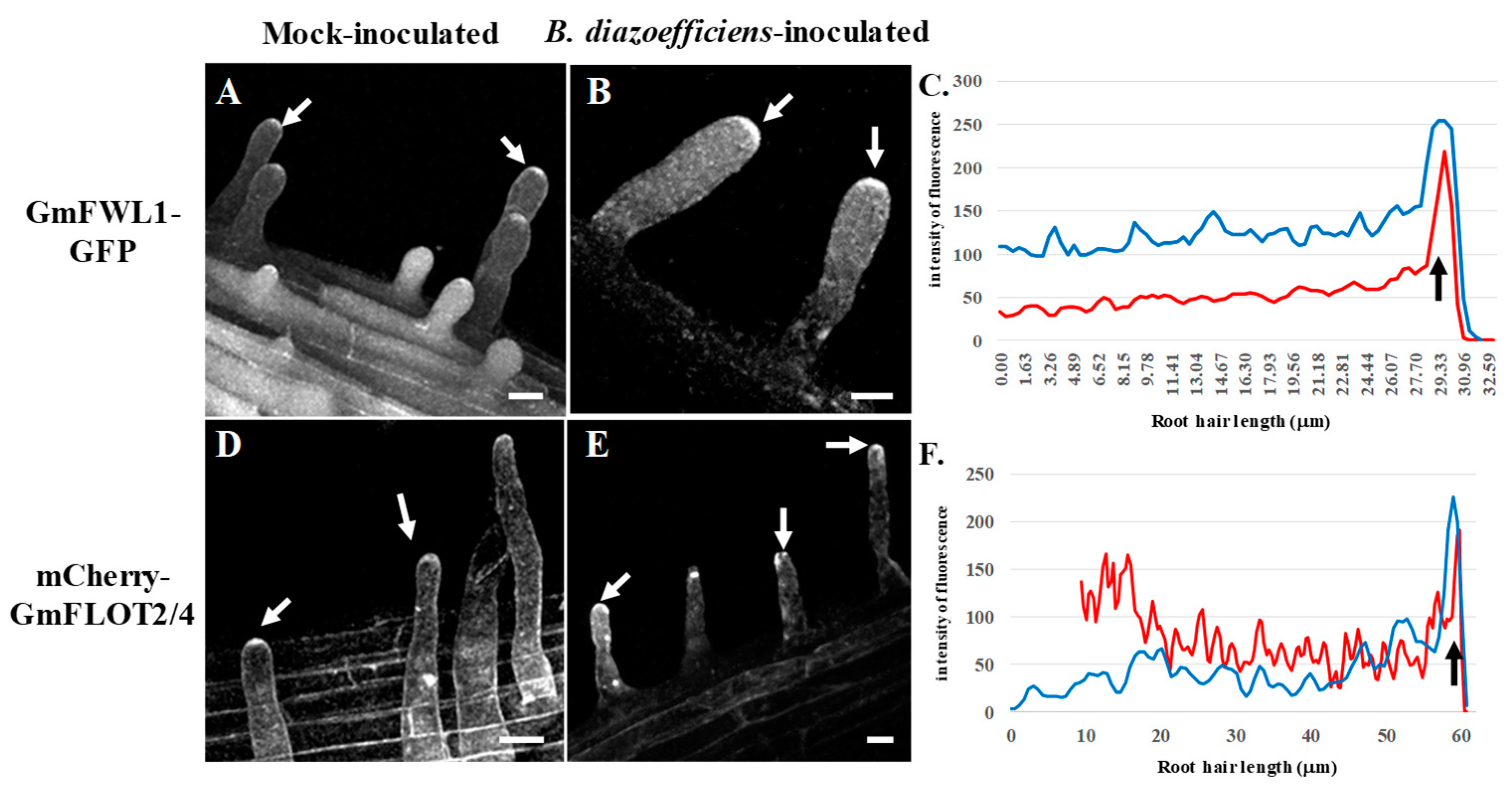 Genes 10 01012 g005 Genes 10 01012 g005
