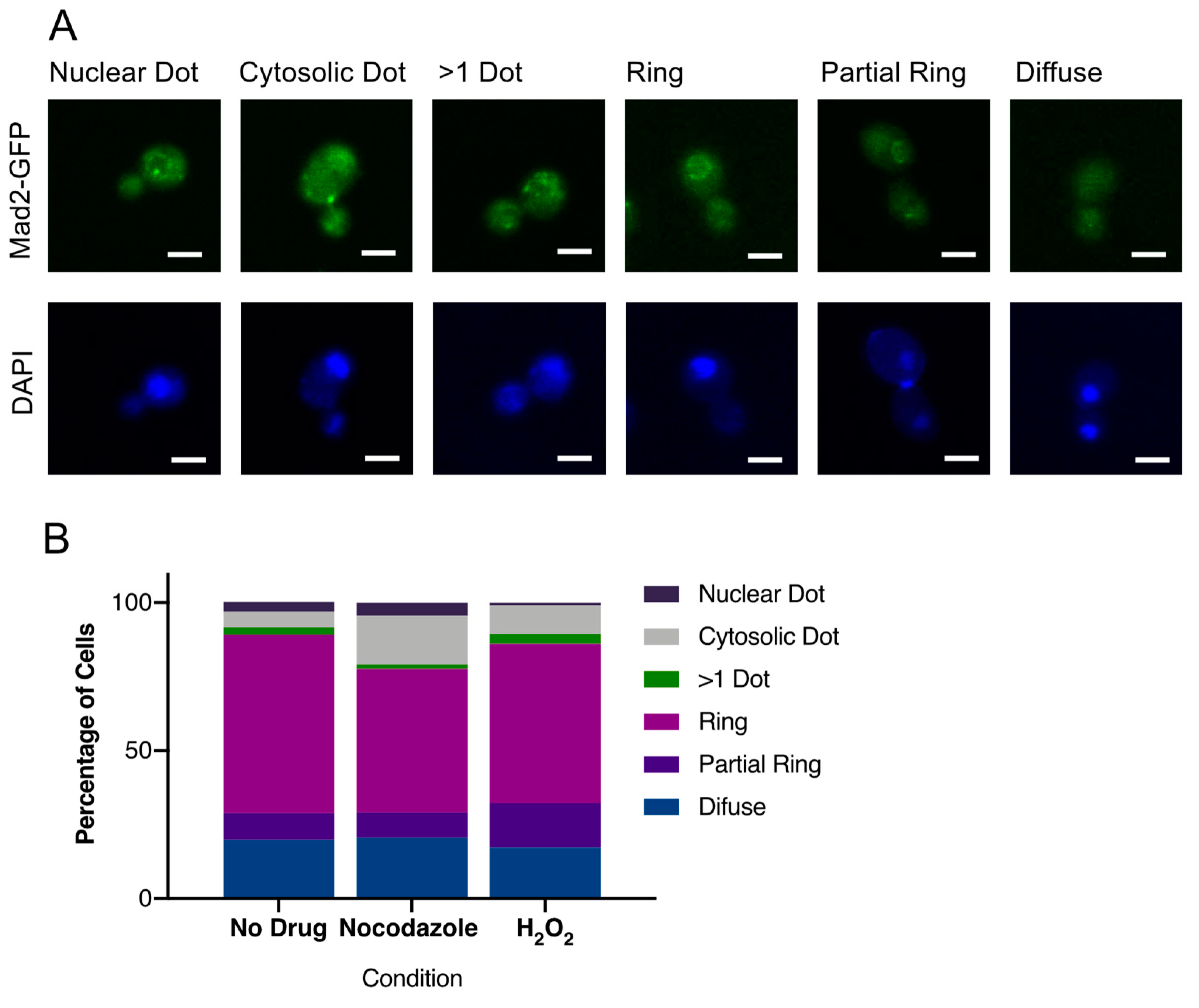 Genes 10 01013 g005 Genes 10 01013 g005