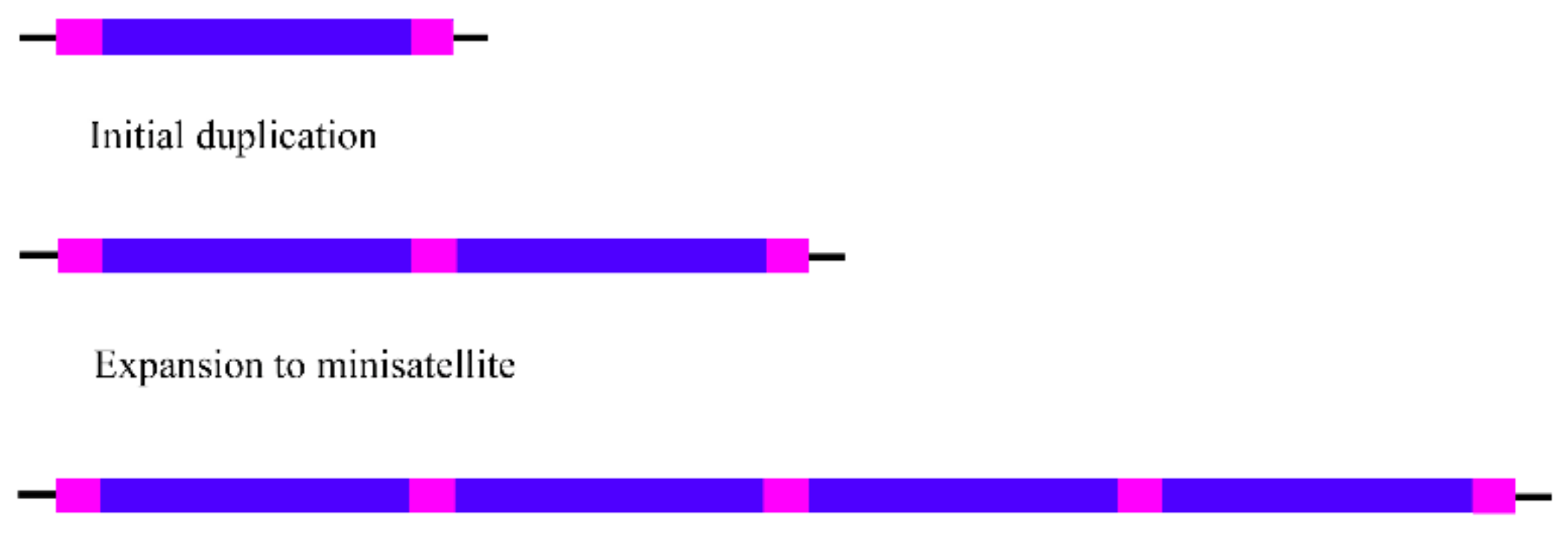 Genes 10 01014 g002 Genes 10 01014 g002