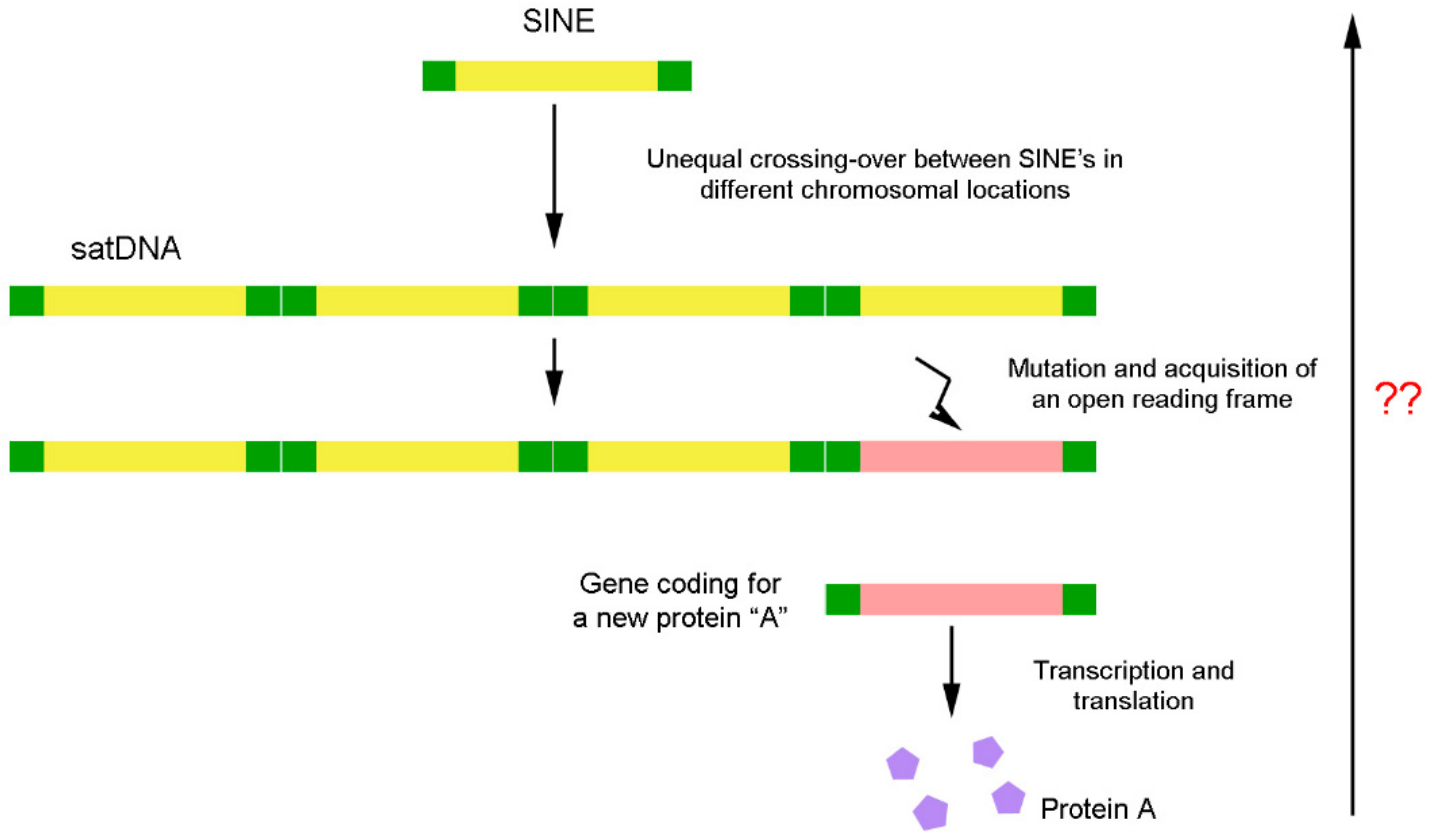 Genes 10 01014 g006 Genes 10 01014 g006