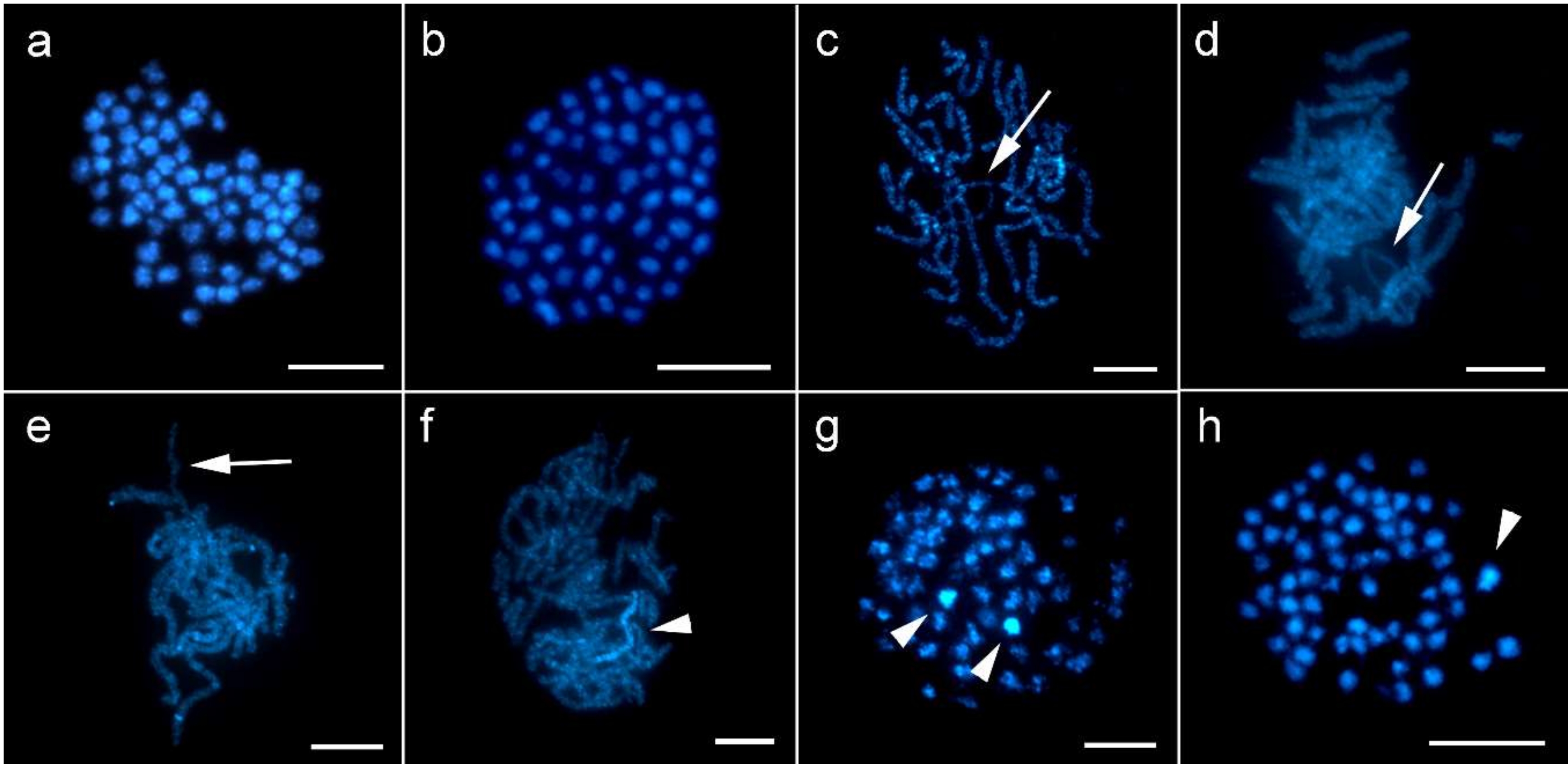 Genes 10 01016 g002 Genes 10 01016 g002