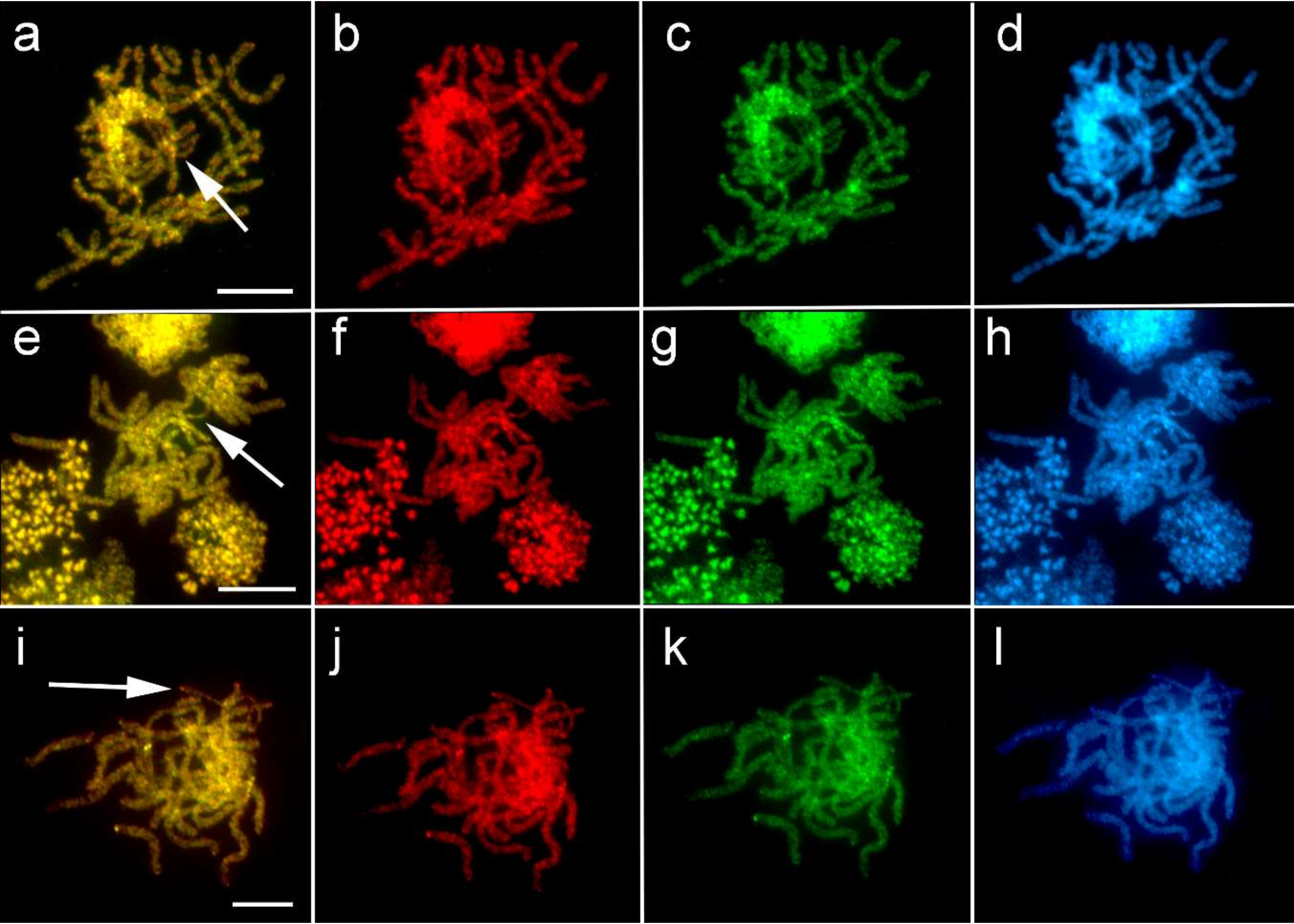 Genes 10 01016 g003 Genes 10 01016 g003