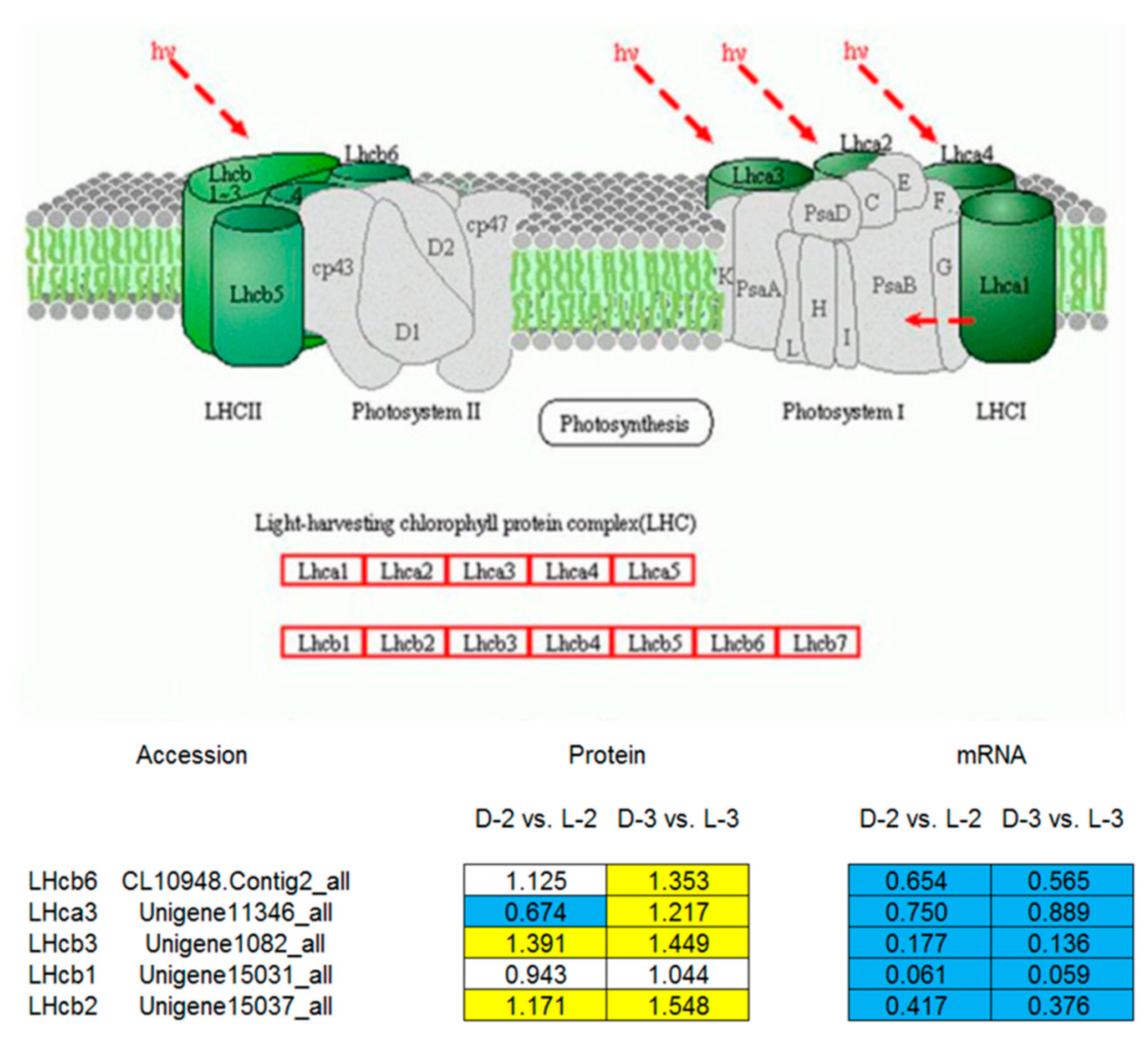 Genes 10 01024 g007