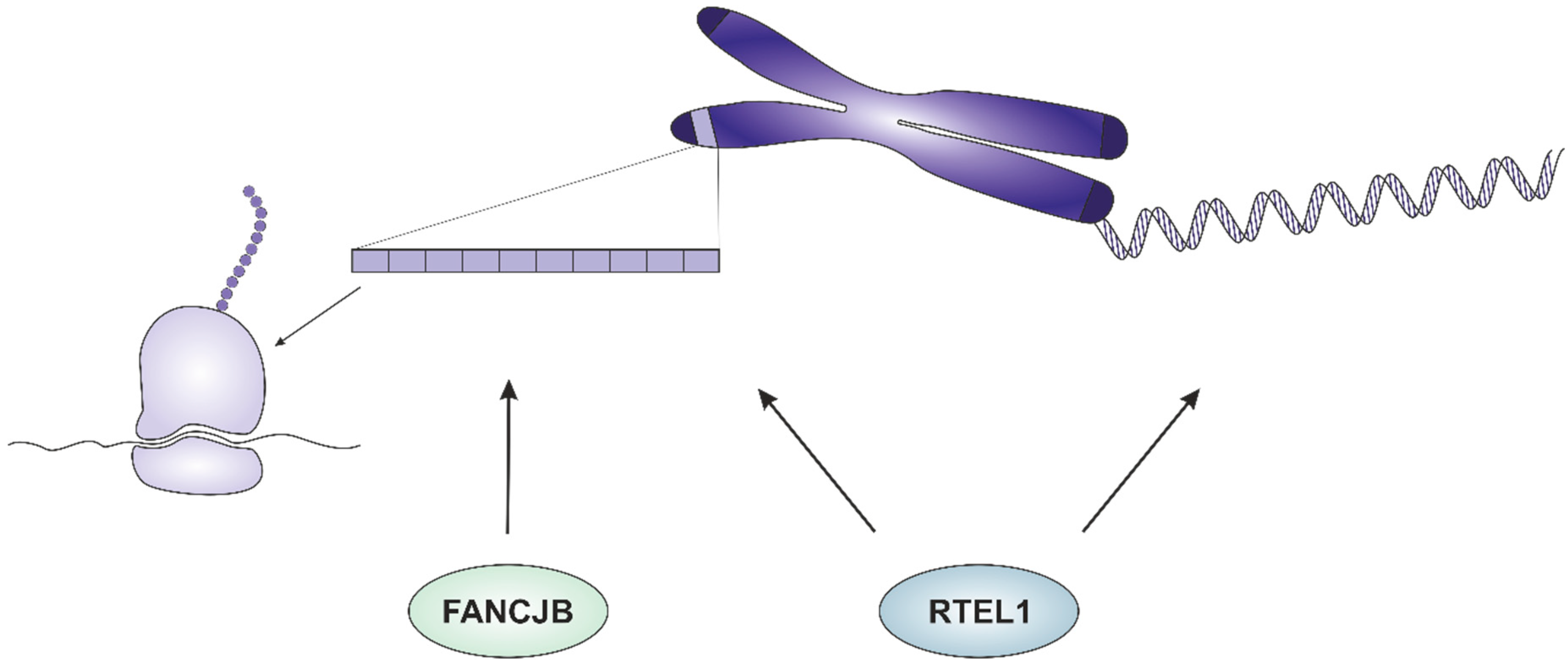 Genes 10 01028 g002 Genes 10 01028 g002
