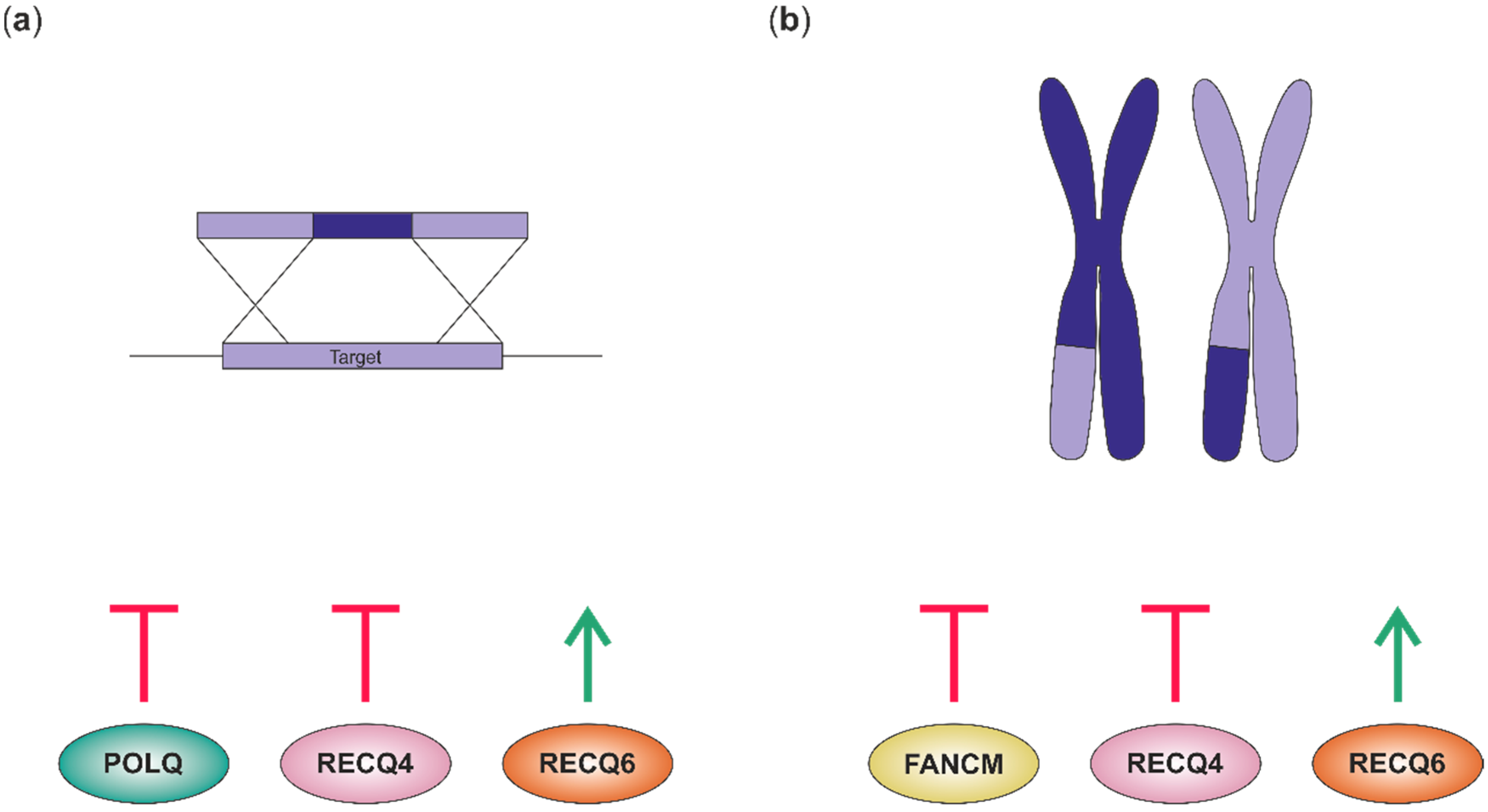 Genes 10 01028 g003 Genes 10 01028 g003