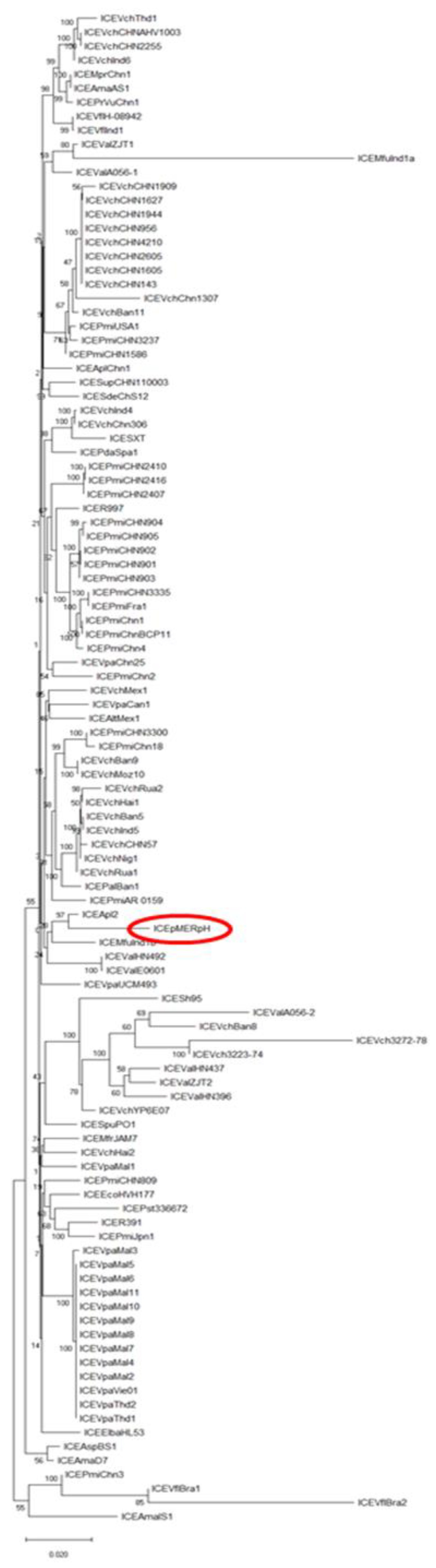 Genes 10 01048 g002 Genes 10 01048 g002