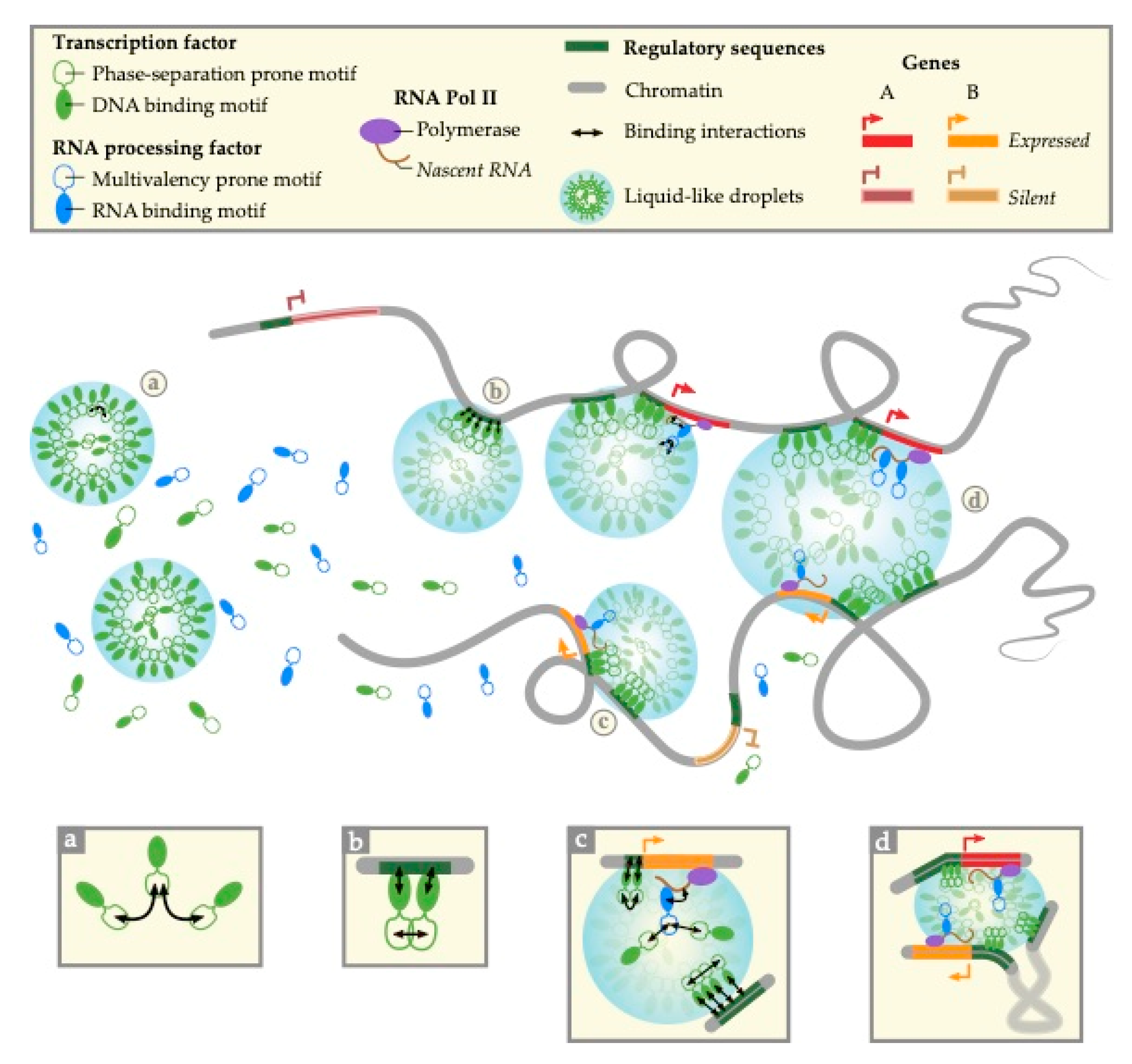 Genes 10 01049 g001