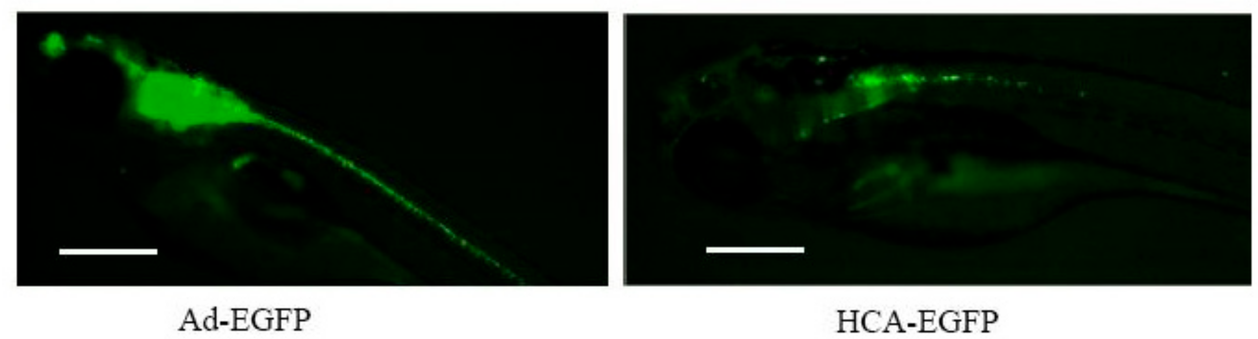 Genes 10 01053 g003 Genes 10 01053 g003