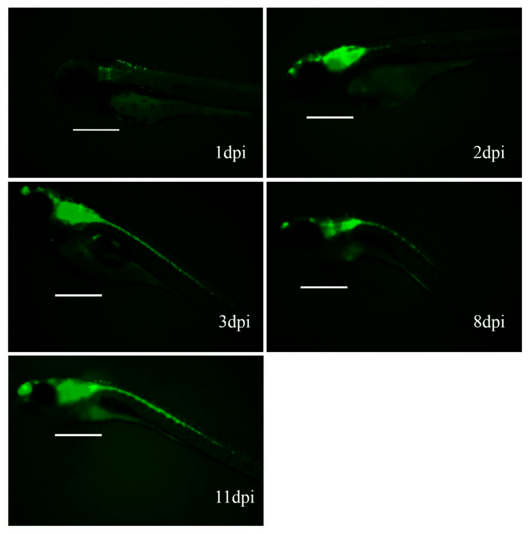 Genes 10 01053 g004 Genes 10 01053 g004