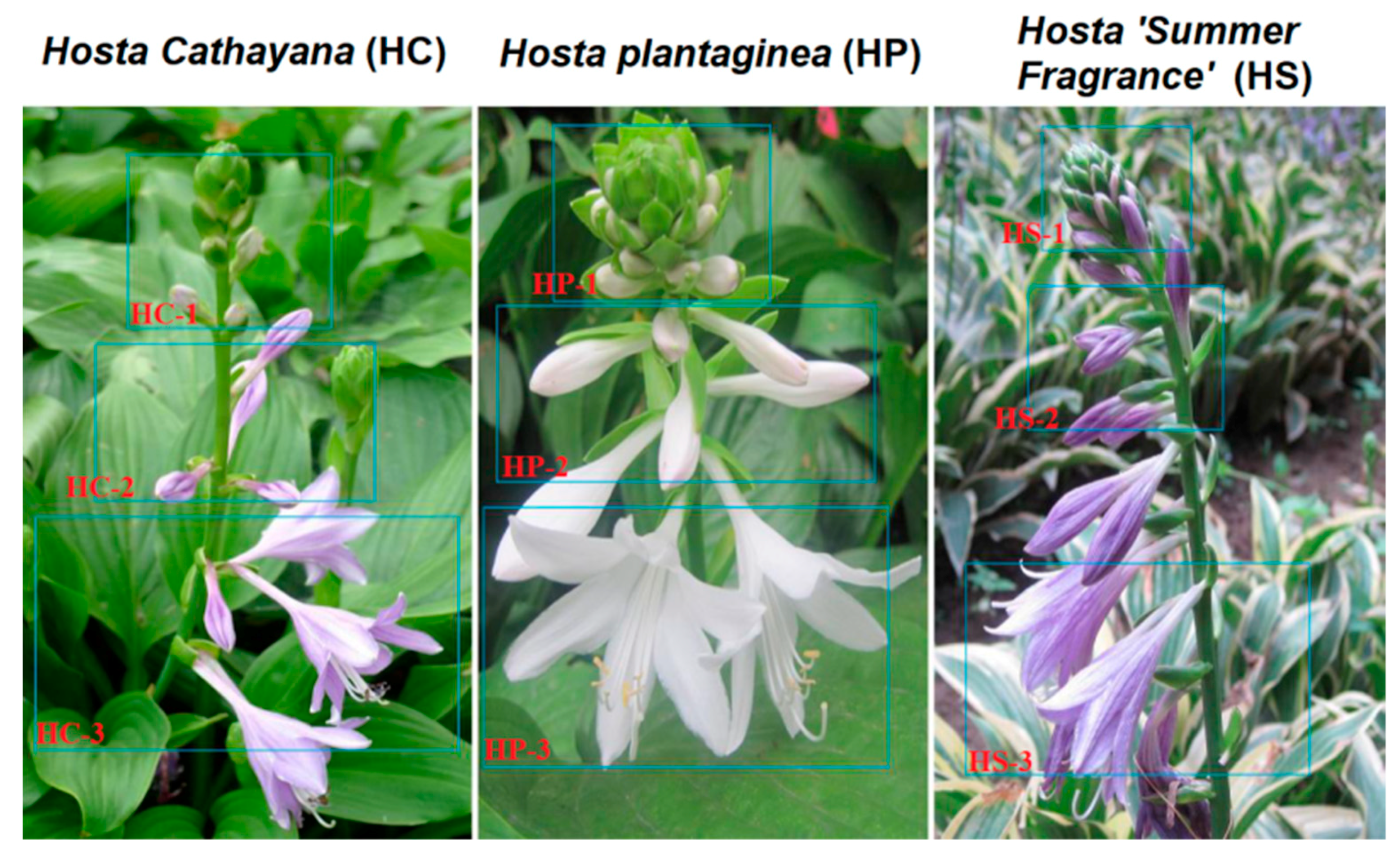 Genes 11 00031 g001 Genes 11 00031 g001