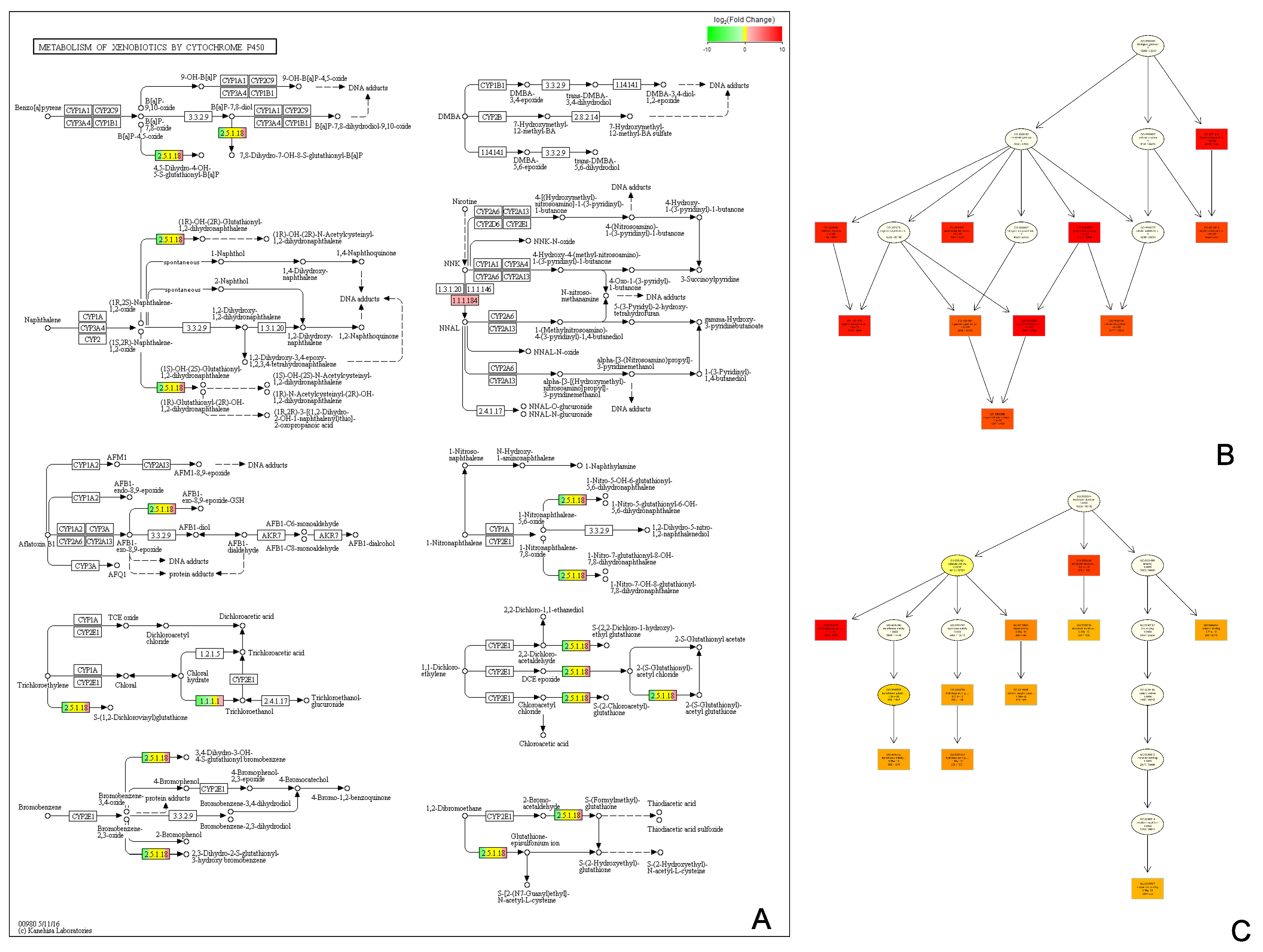 Genes 11 00031 g005 Genes 11 00031 g005