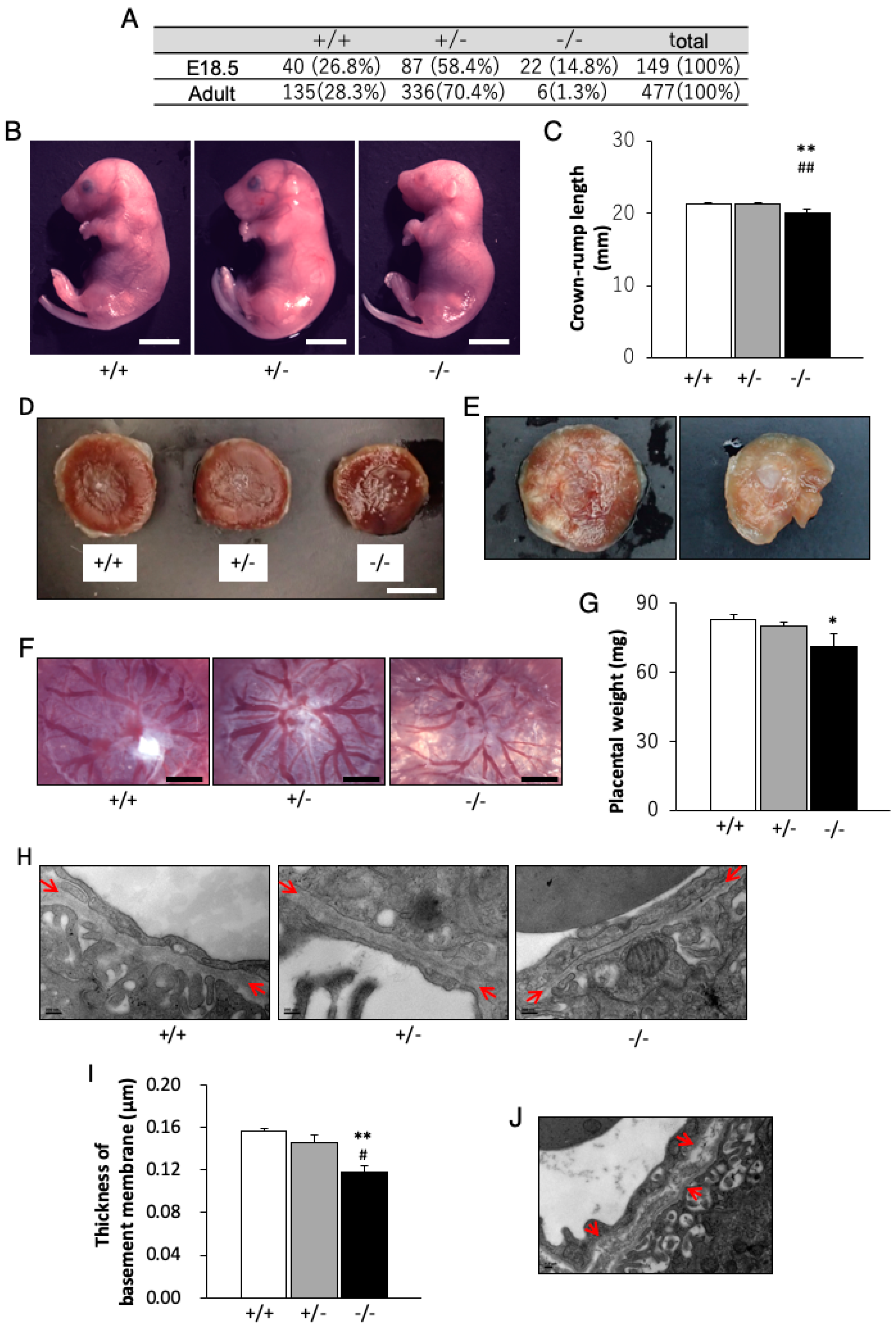 Genes 11 00043 g005 Genes 11 00043 g005