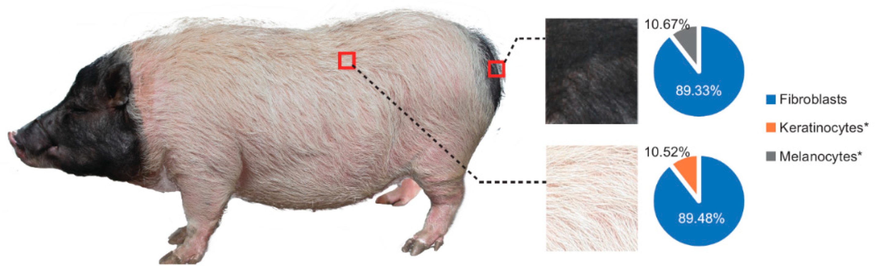 Genes 11 00047 g001 Genes 11 00047 g001