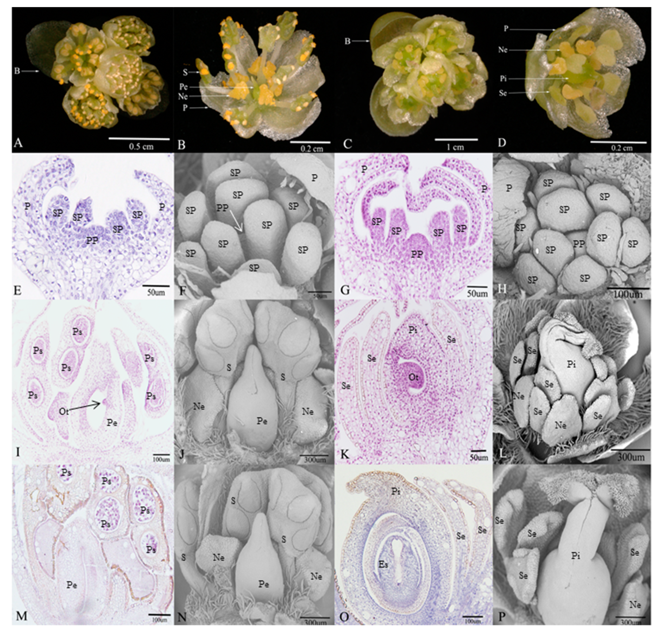 Genes Free Full-Text A Model of Hormonal Regulation of Stamen Abortion during Pre-Meiosis of Litsea cubeba pic