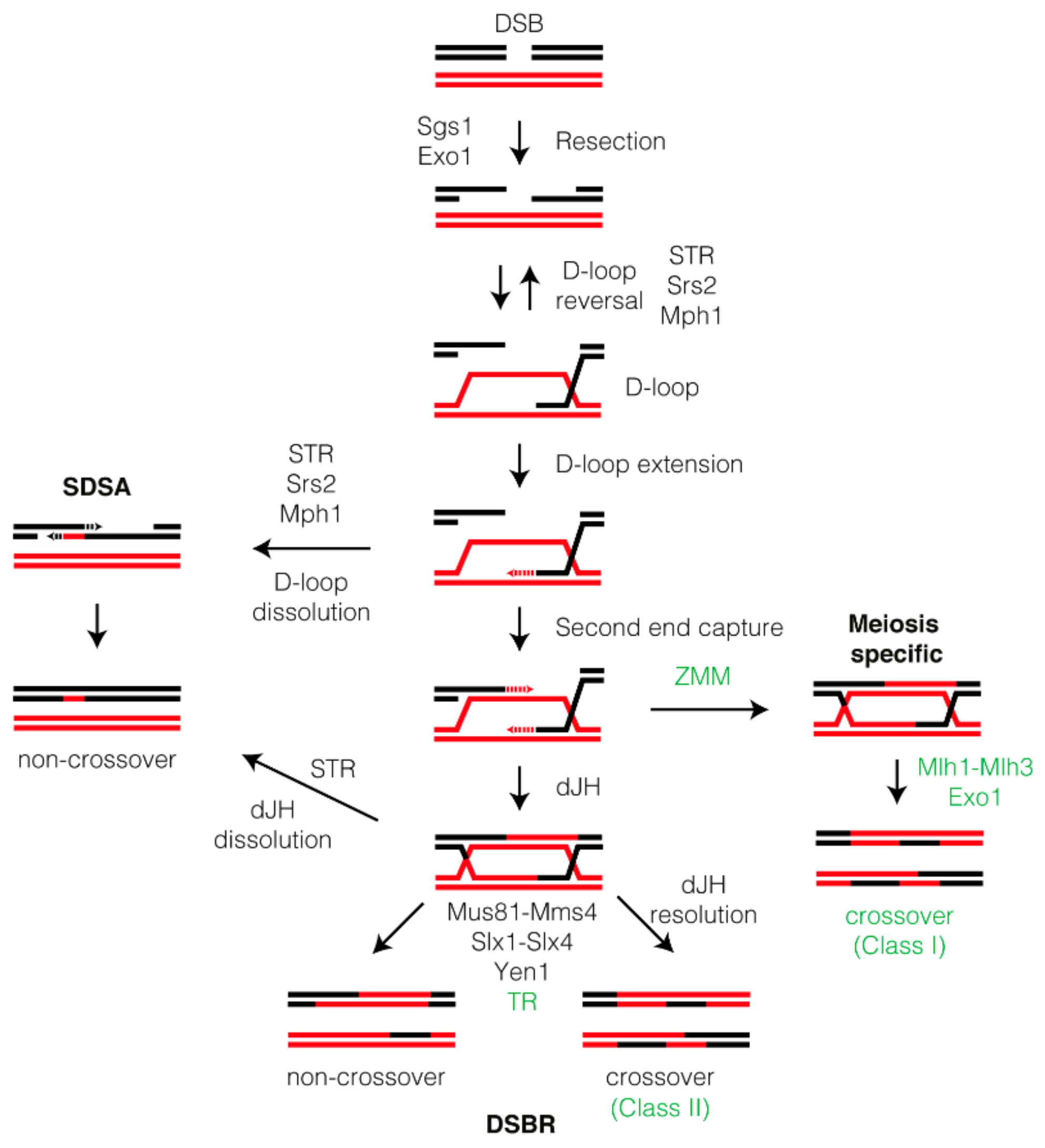 Homologous Recombination Meiosis Biology Diagrams